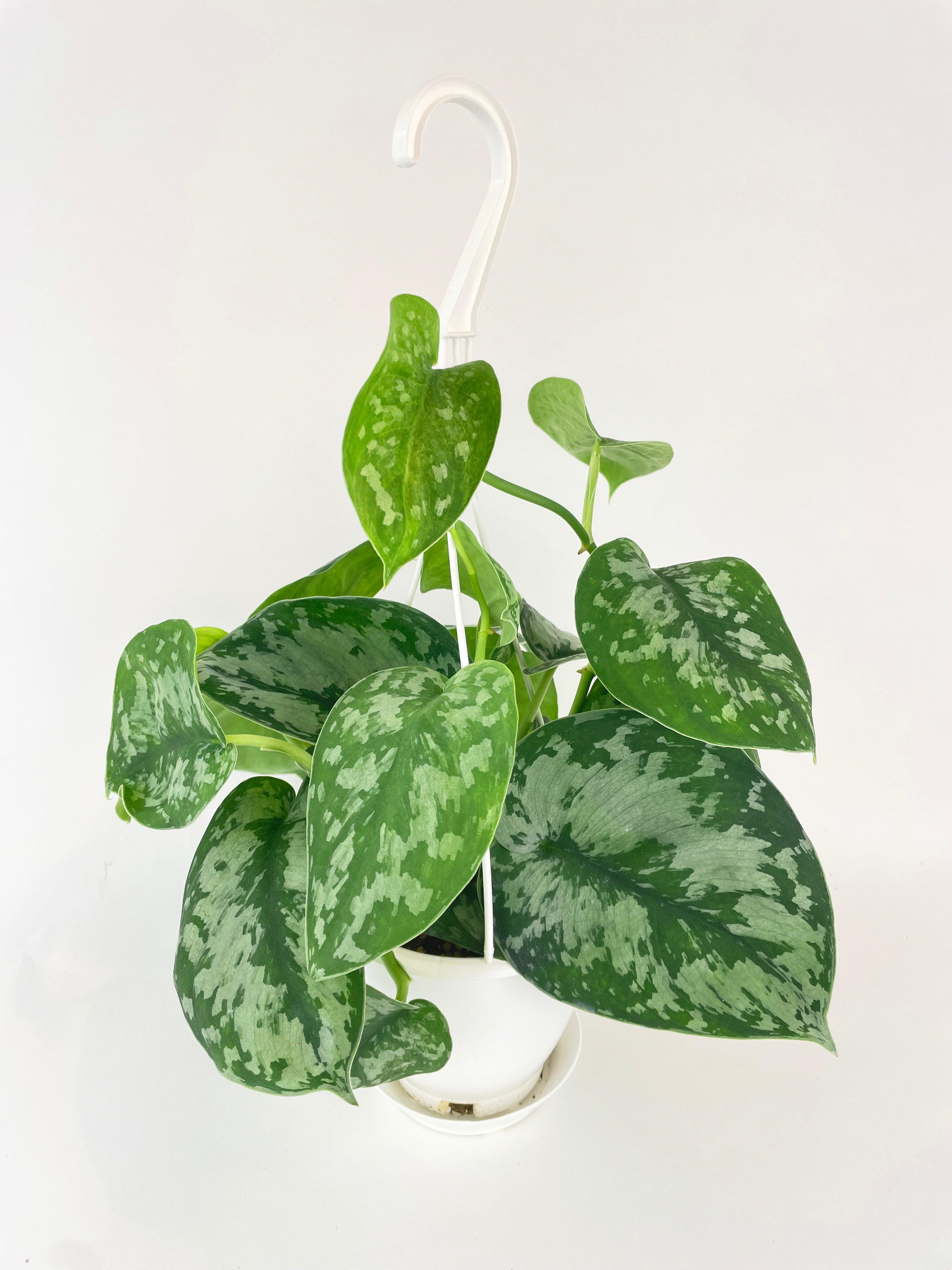 Scindapsus Pictus 'Exotica' Pothos – Bumble Plants