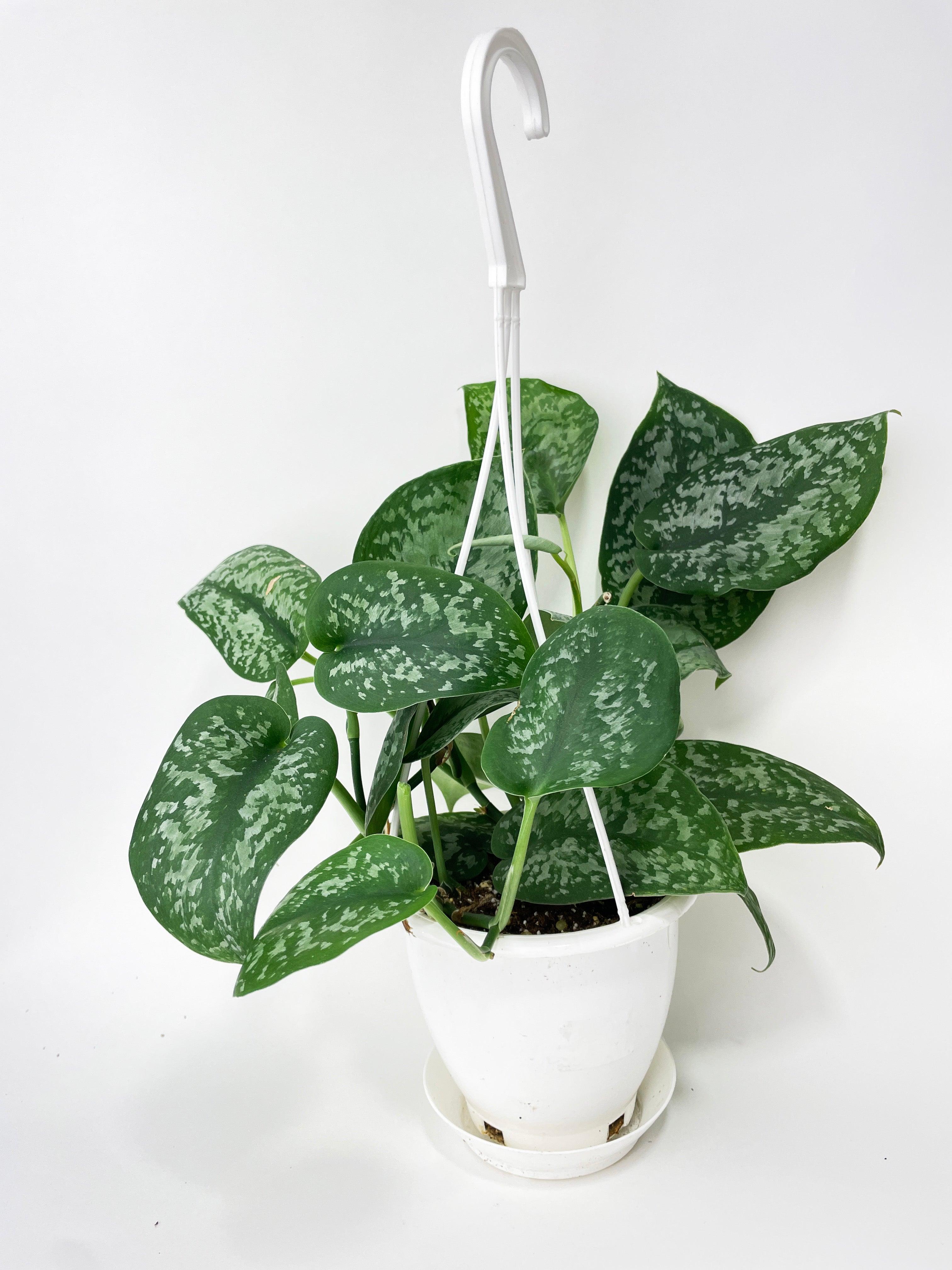 silver splash pothos Live Scindapsus Pictus "Silver Splash"