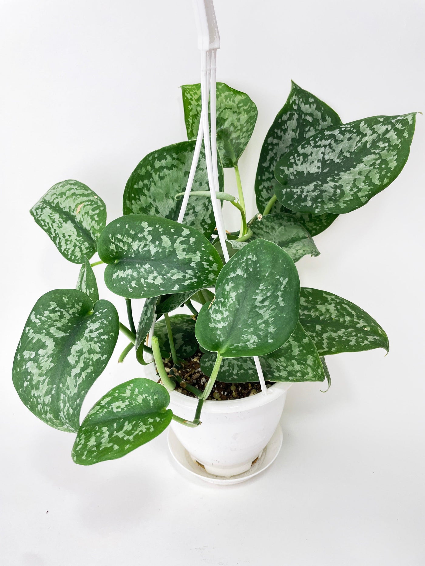 philodendron brandtianum vs scindapsus exotica Live Scindapsus Pictus "Silver Splash"