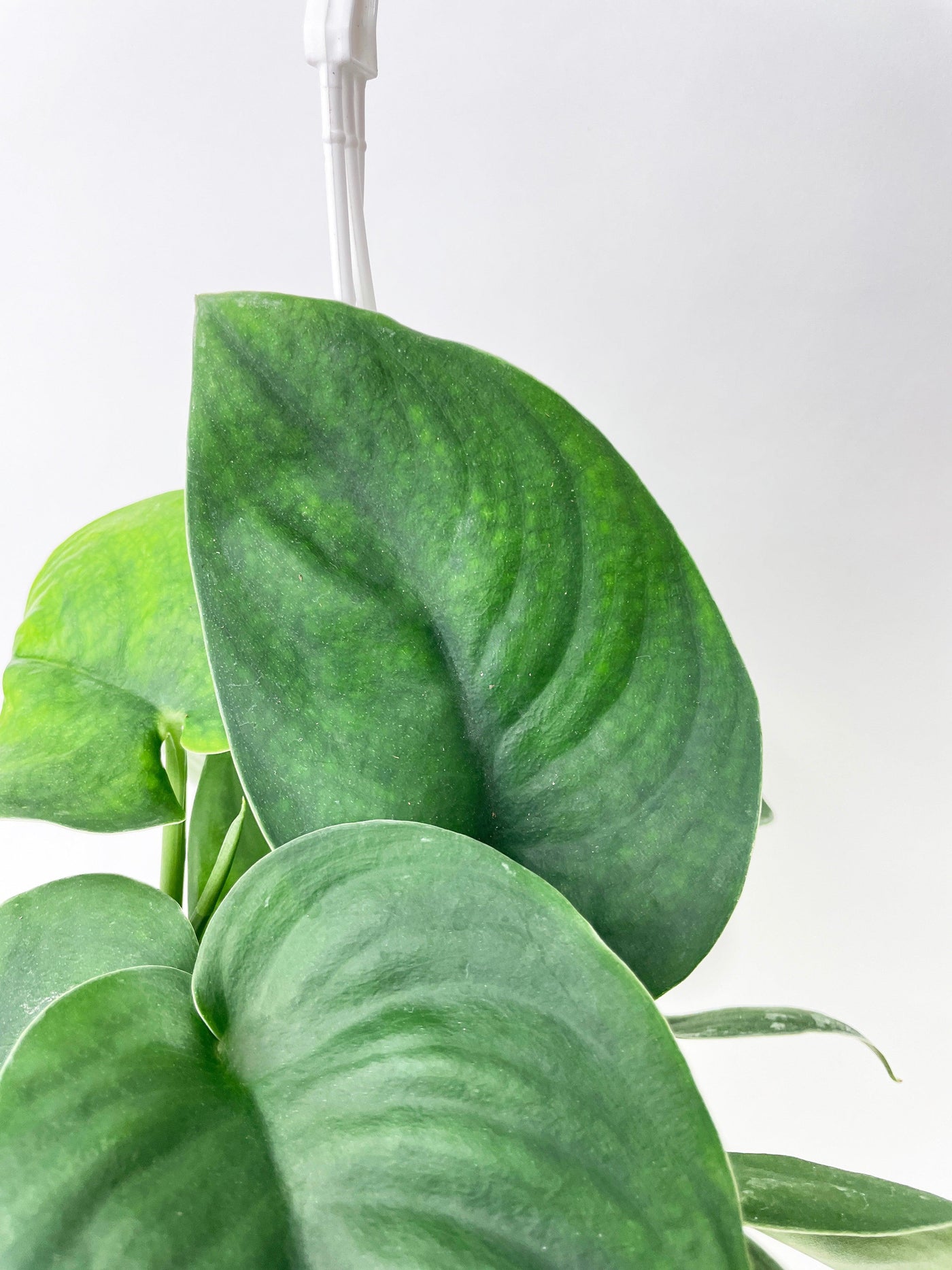 jade satin pothos Live Scindapsus Jade Satin "Green Form"