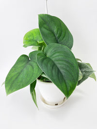 Scindapsus Jade Satin "Green Form" - Bumble Plants