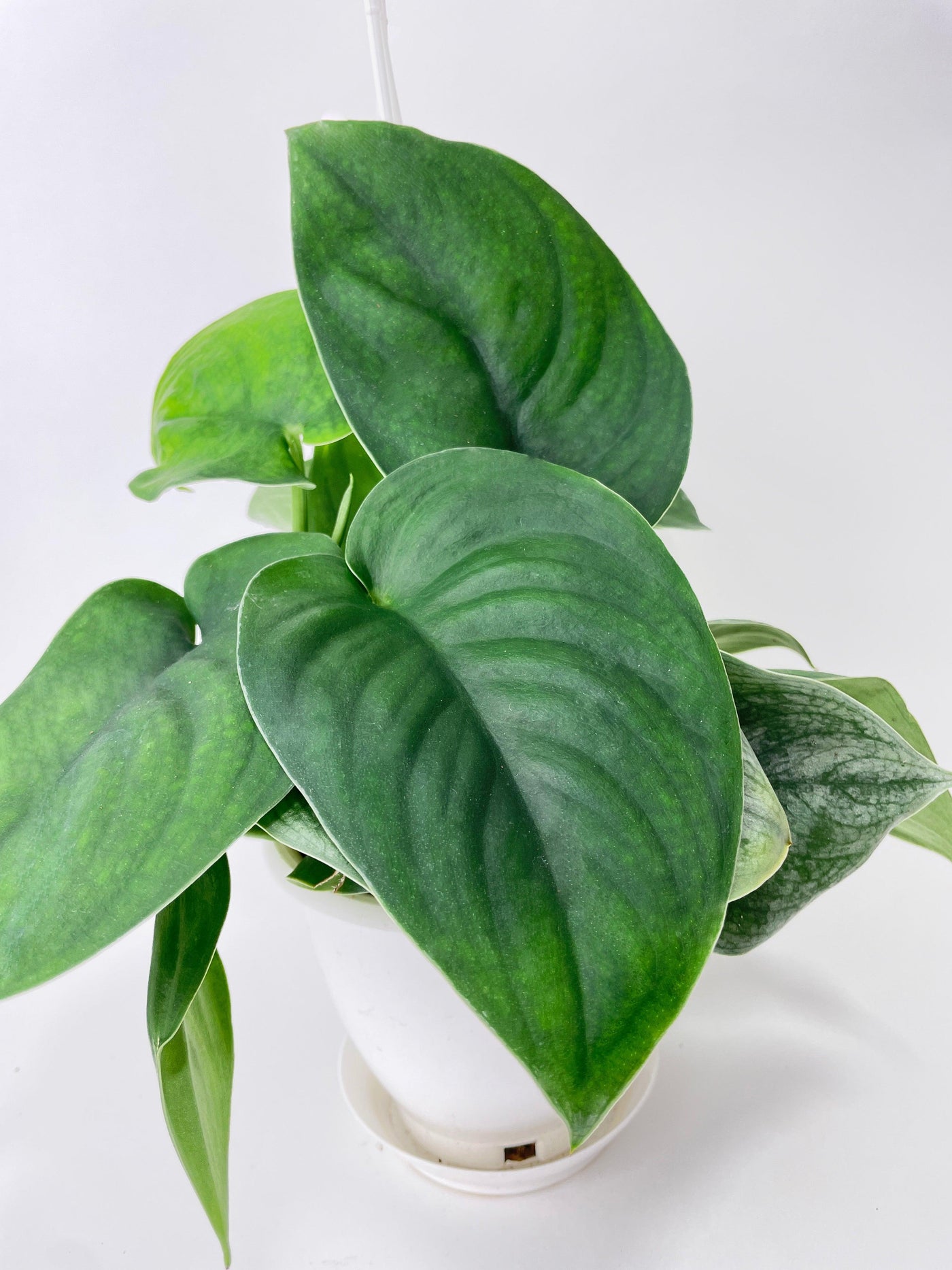 jade pothos vs jade satin Live Scindapsus Jade Satin "Green Form"