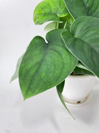 Scindapsus Jade Satin "Green Form" - Bumble Plants