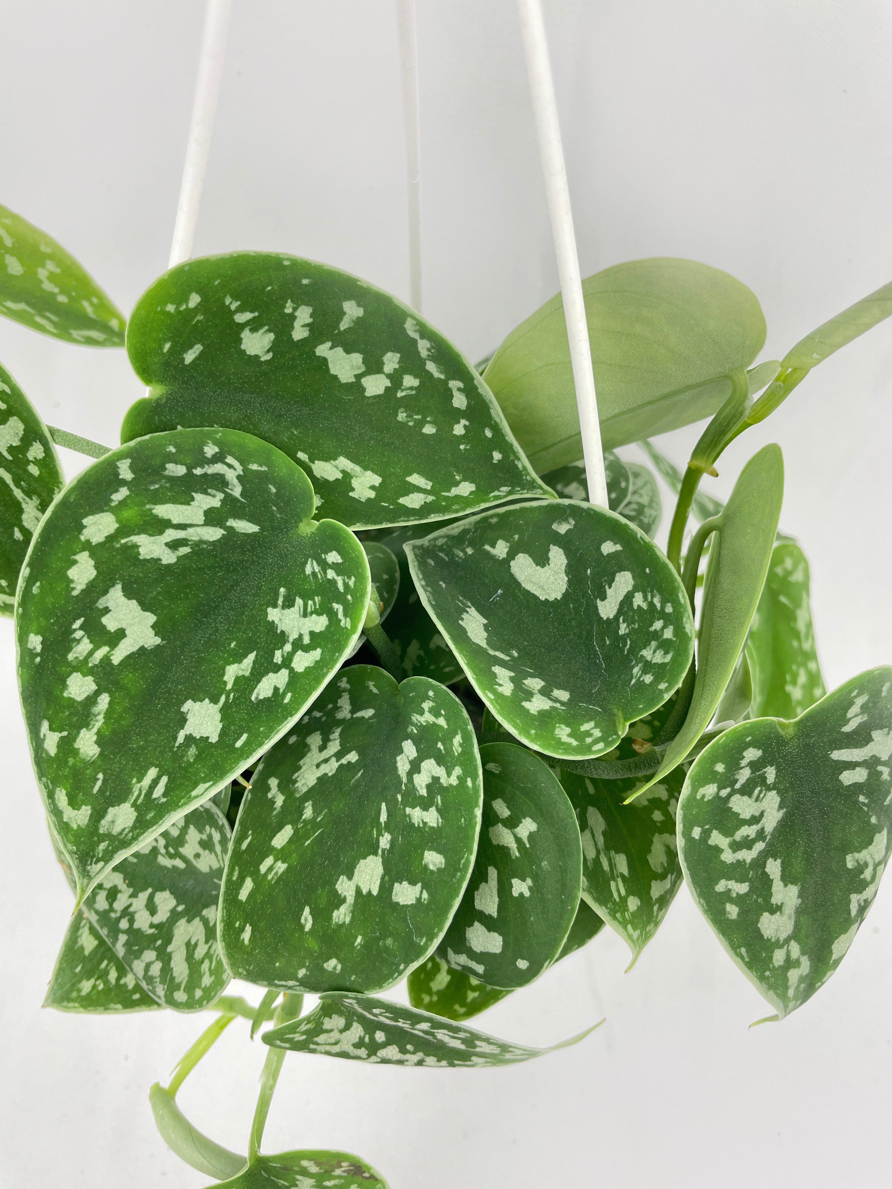 Scindapsus Pictus 'Argyraeus' Satin Pothos - Bumble Plants