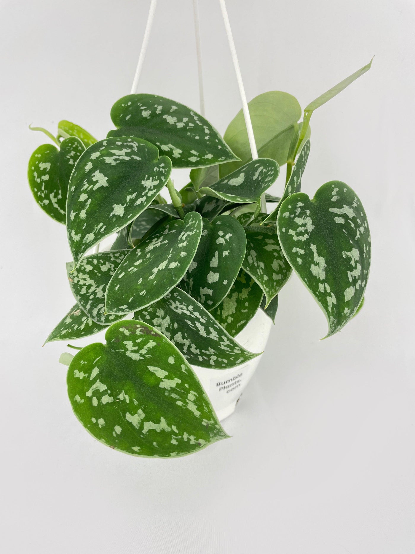 scindapsus pictus argyraeus satin pothos Live Scindapsus Pictus 'Argyraeus