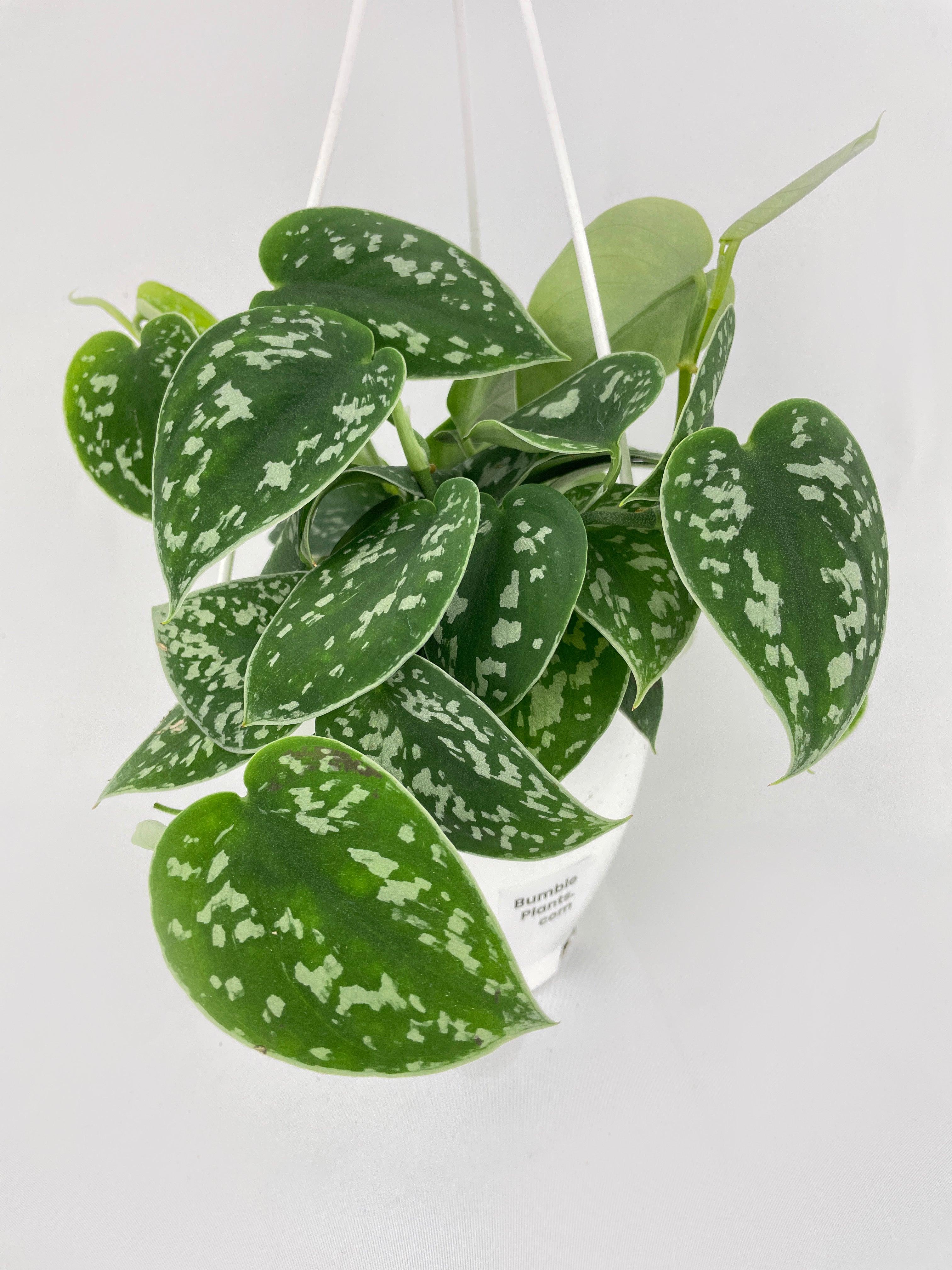 Scindapsus Pictus 'Argyraeus' Satin Pothos - Bumble Plants