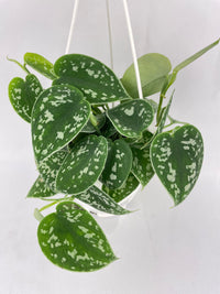 Scindapsus Pictus 'Argyraeus' Satin Pothos - Bumble Plants