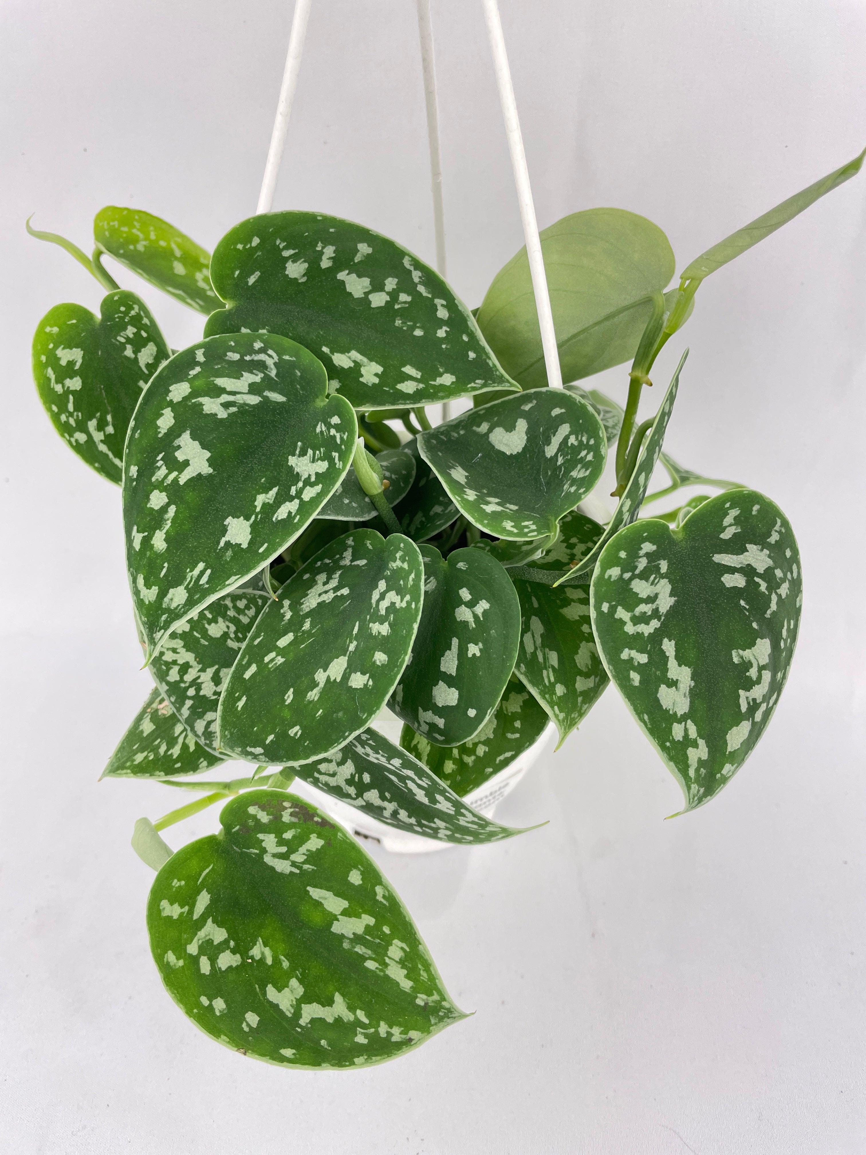 Scindapsus Pictus 'Argyraeus' Satin Pothos - Bumble Plants