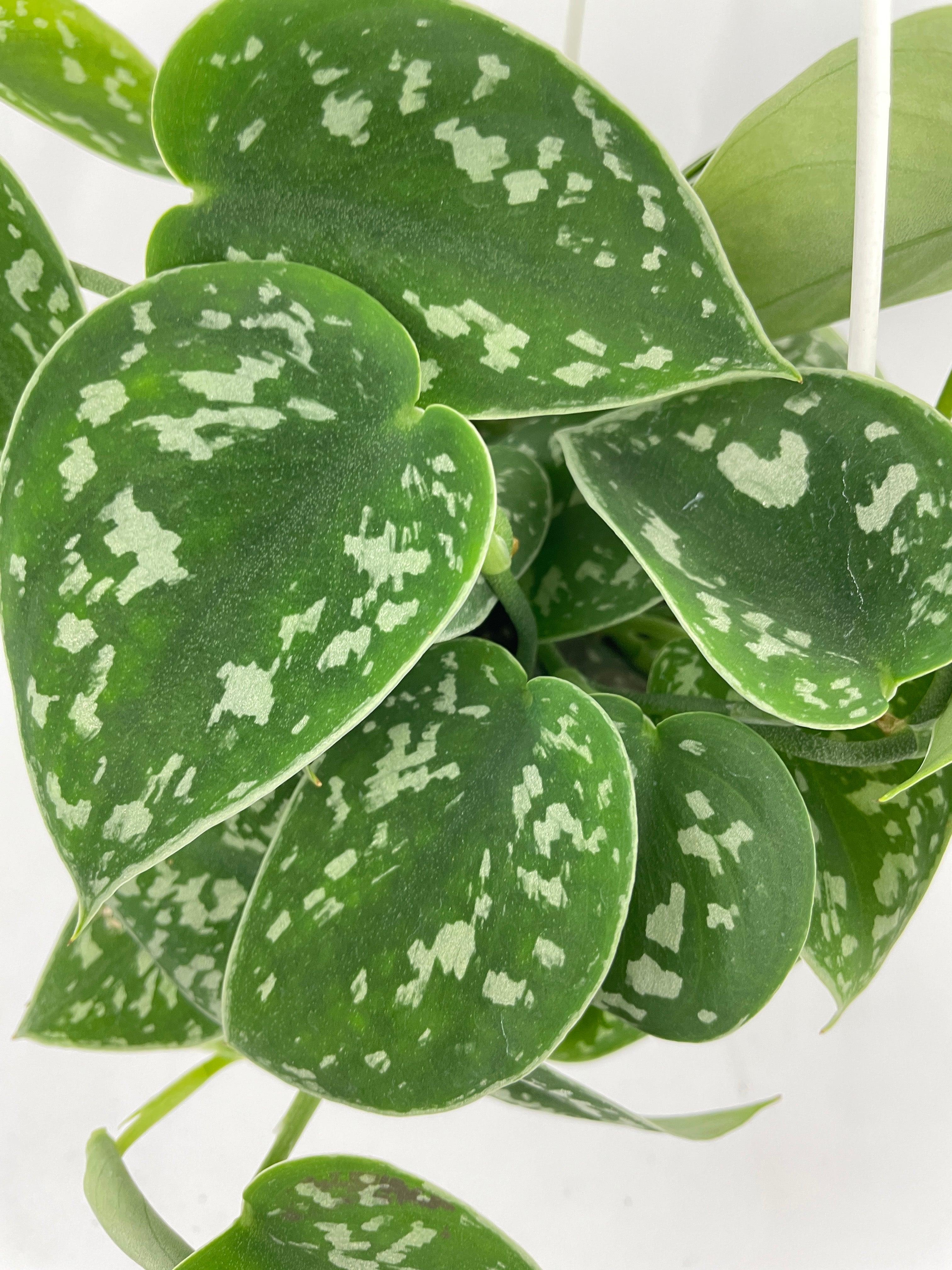 Scindapsus Pictus 'Argyraeus' Satin Pothos - Bumble Plants