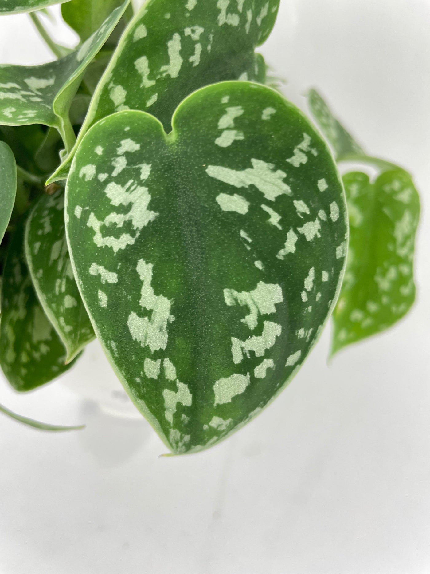 satin pothos curled leaves Live Scindapsus Pictus 'Argyraeus