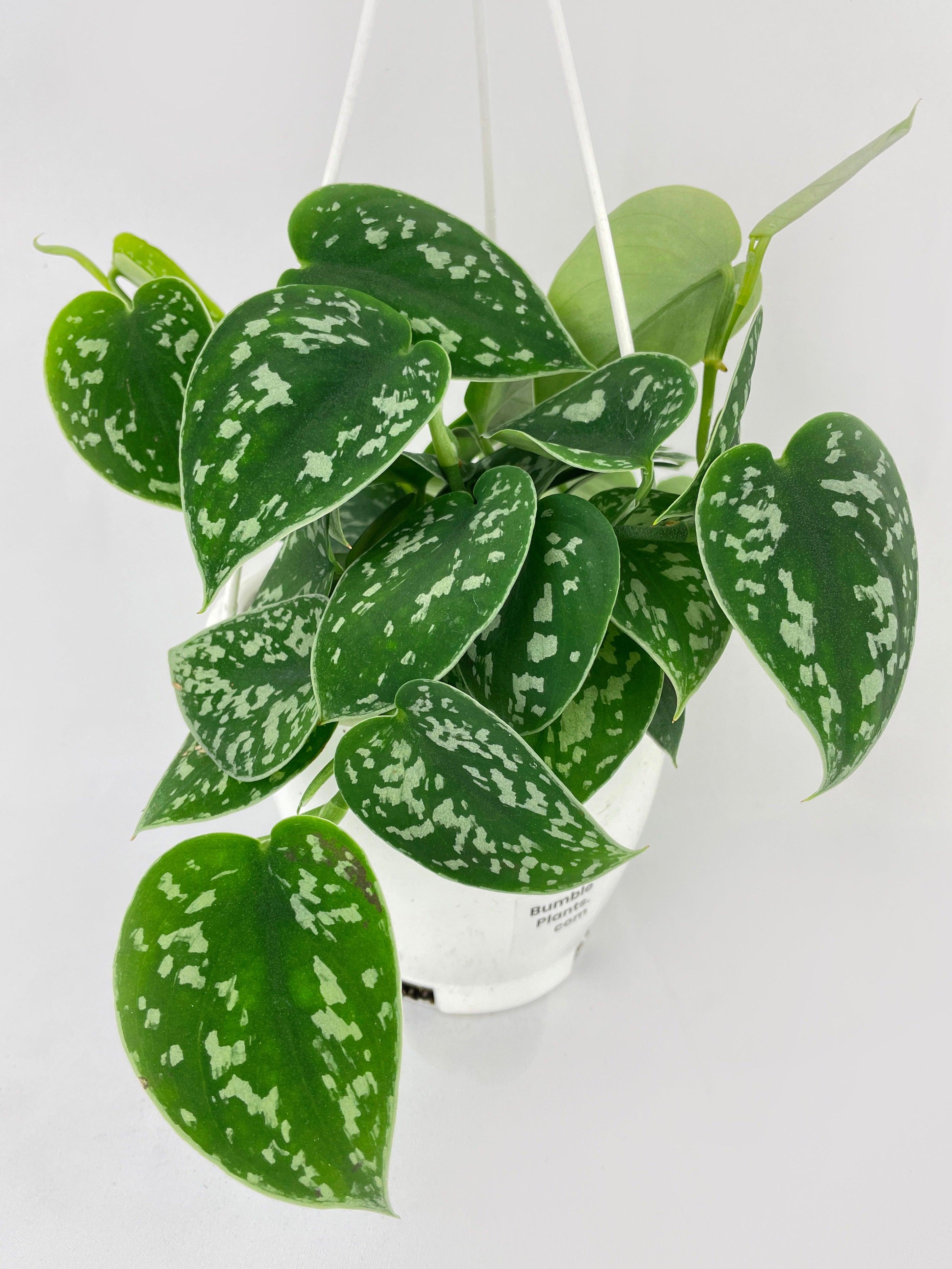 Scindapsus Pictus 'Argyraeus' Satin Pothos - Bumble Plants