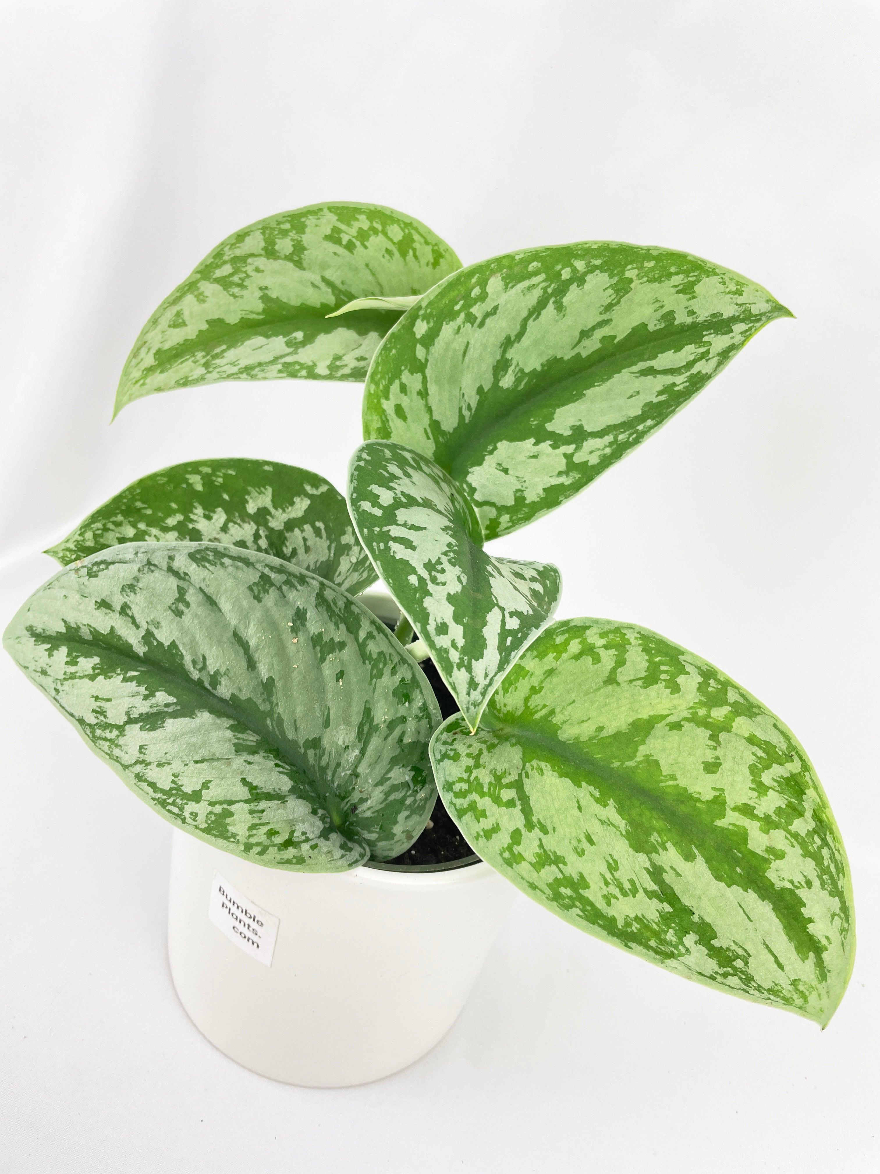 Scindapsus Pictus 'Exotica' Pothos - Bumble Plants