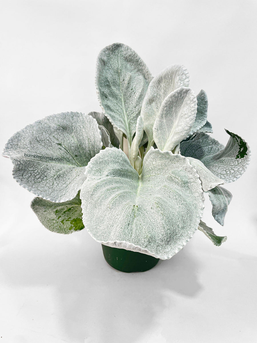 Senecio White Fairy Dust Angel Wing Candicans - Bumble Plants