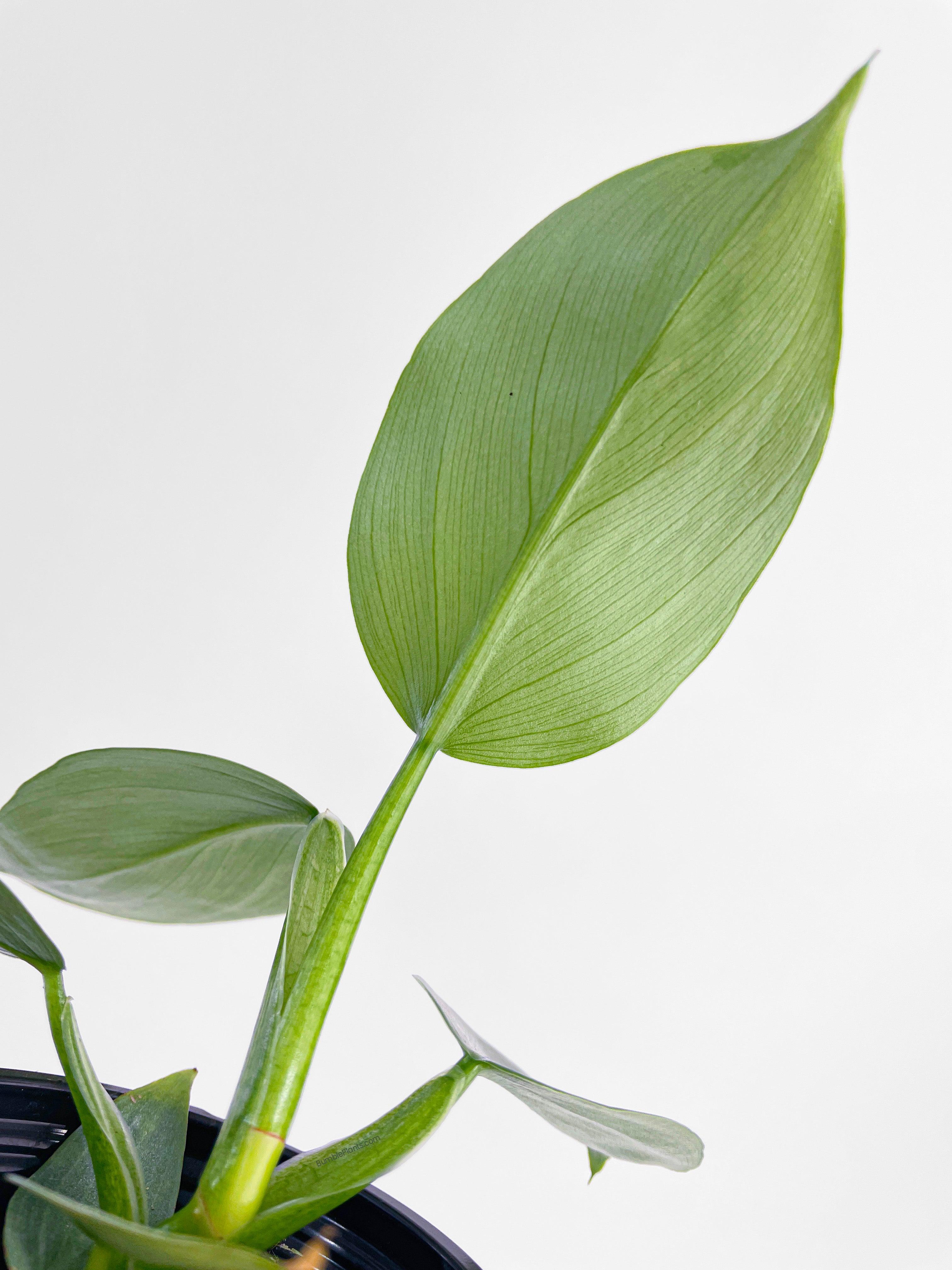 Philodendron Silver Sword 'Philodendron Hastatum' - Bumble Plants