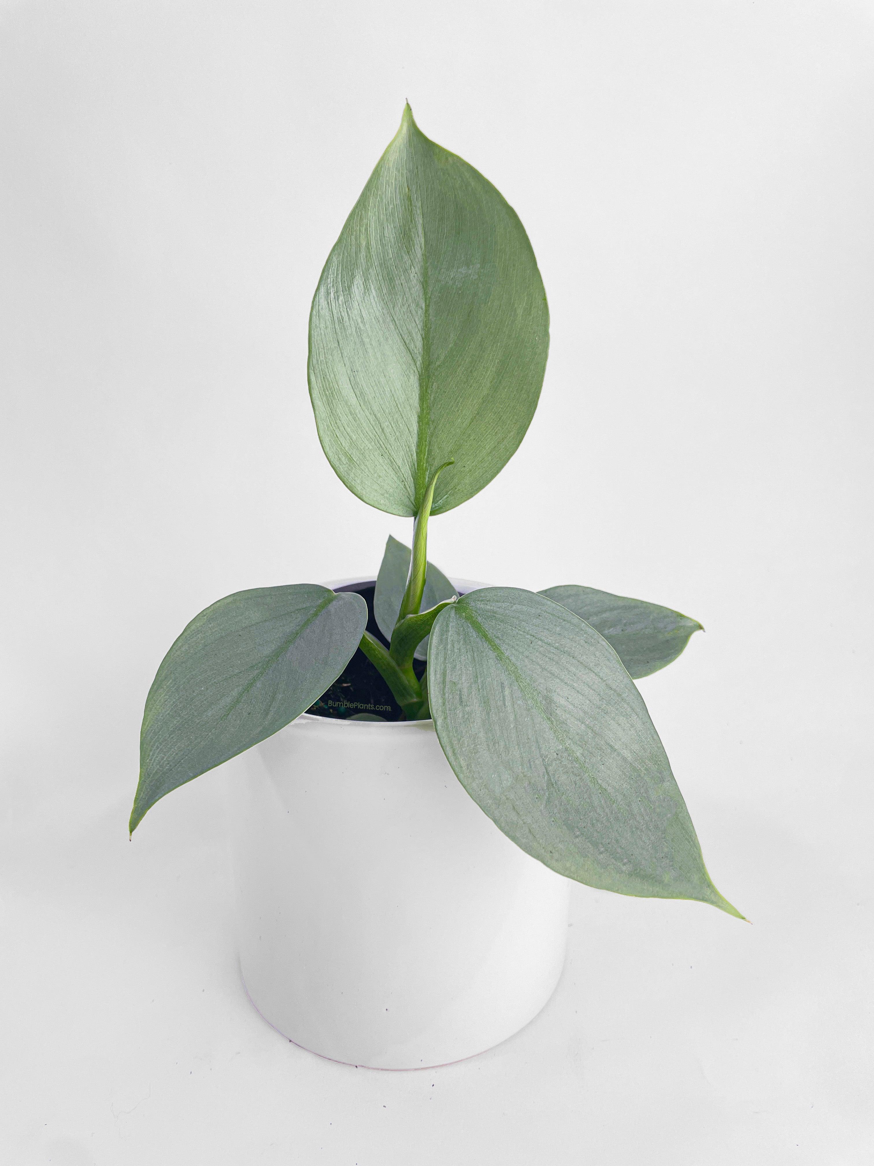 Philodendron Silver Sword 'Philodendron Hastatum' - Bumble Plants