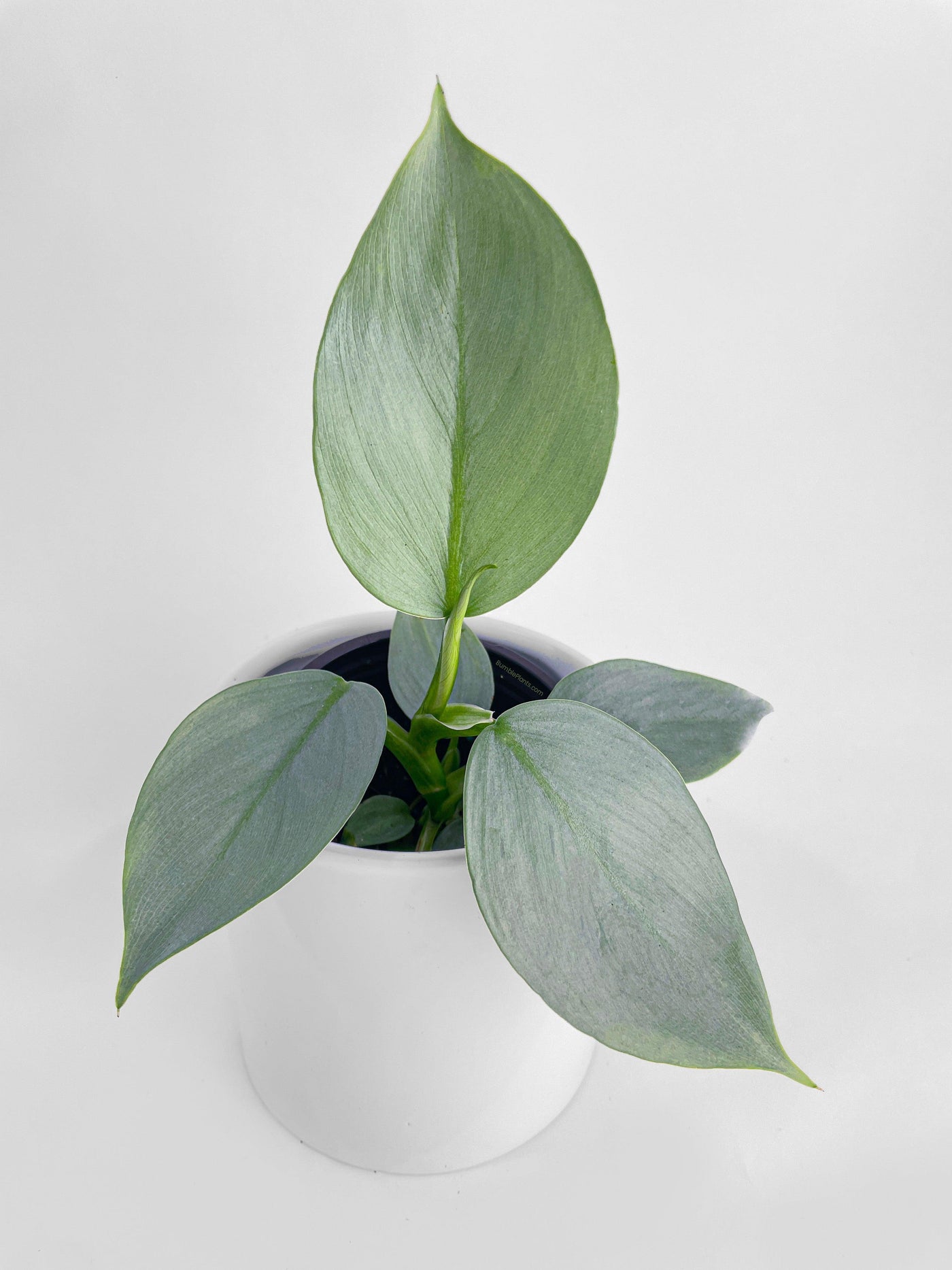 Philodendron Silver Sword 'Philodendron Hastatum' - Bumble Plants