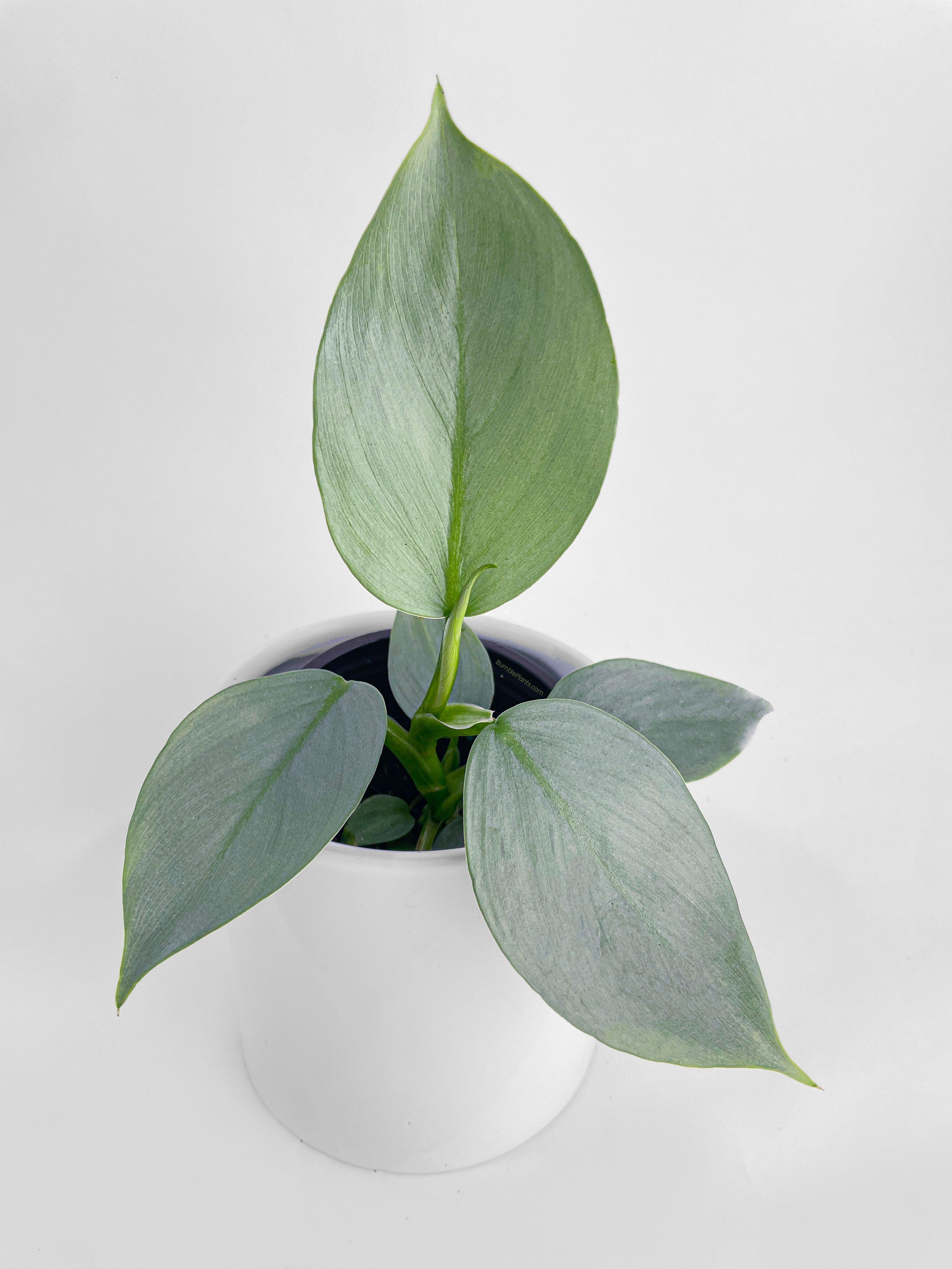 Philodendron Silver Sword 'Philodendron Hastatum' - Bumble Plants