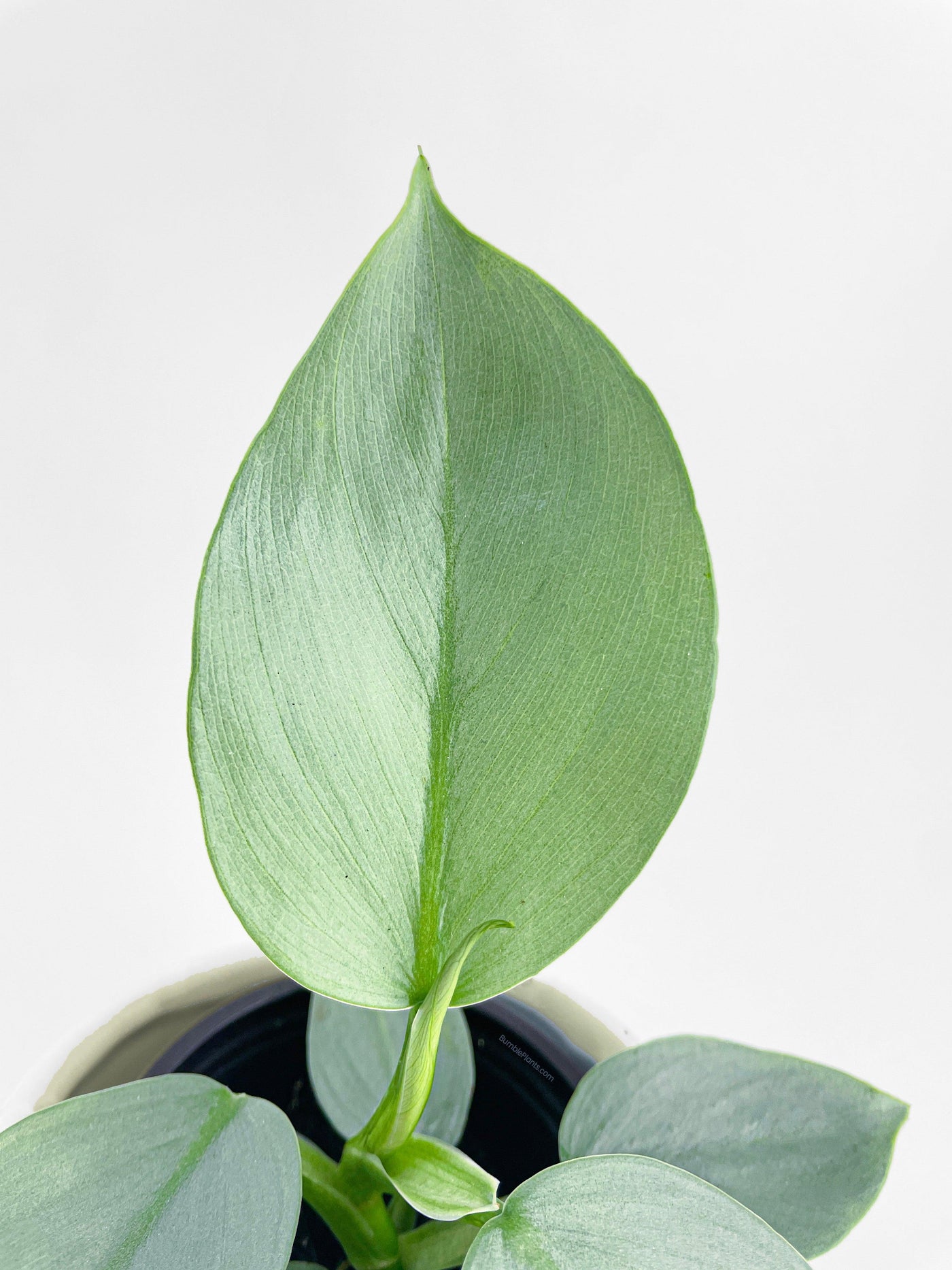 Philodendron Silver Sword 'Philodendron Hastatum' - Bumble Plants
