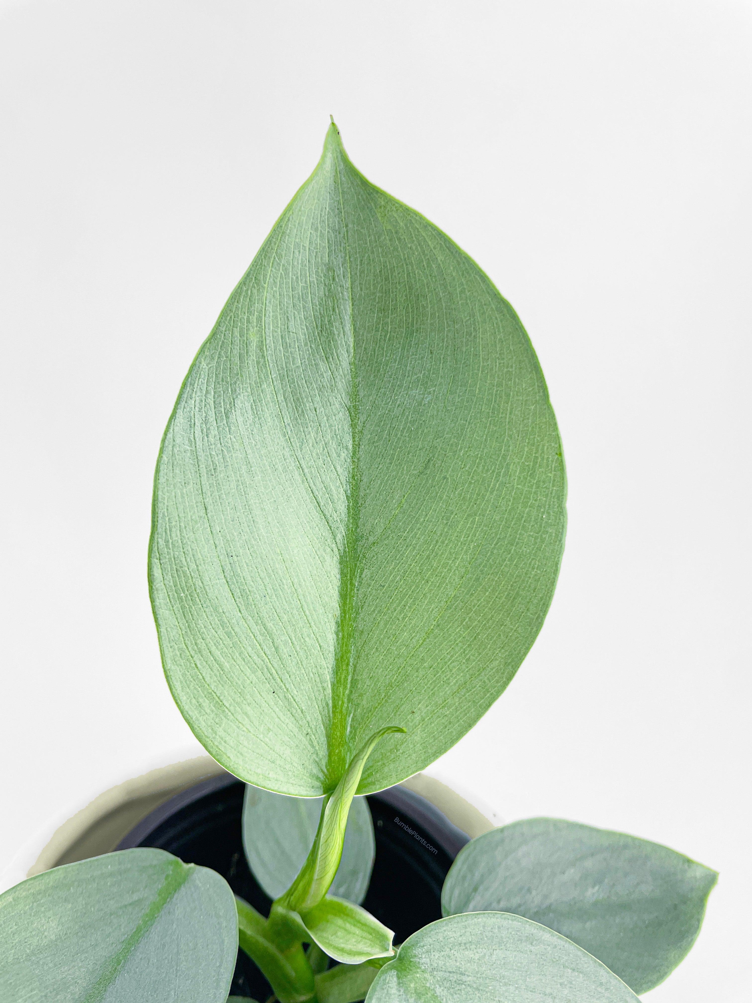 Philodendron Silver Sword 'Philodendron Hastatum' - Bumble Plants