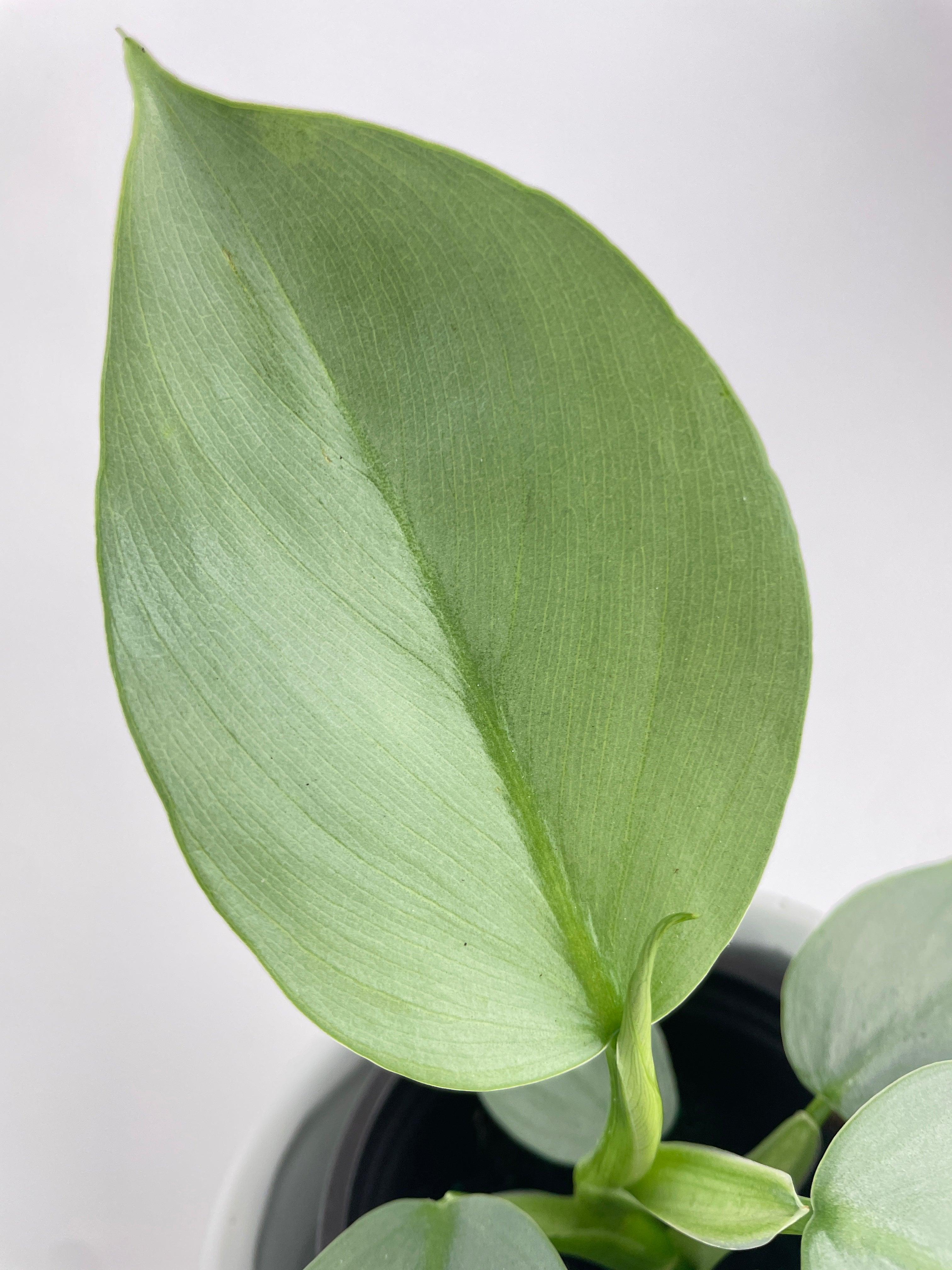 Philodendron Silver Sword 'Philodendron Hastatum' - Bumble Plants