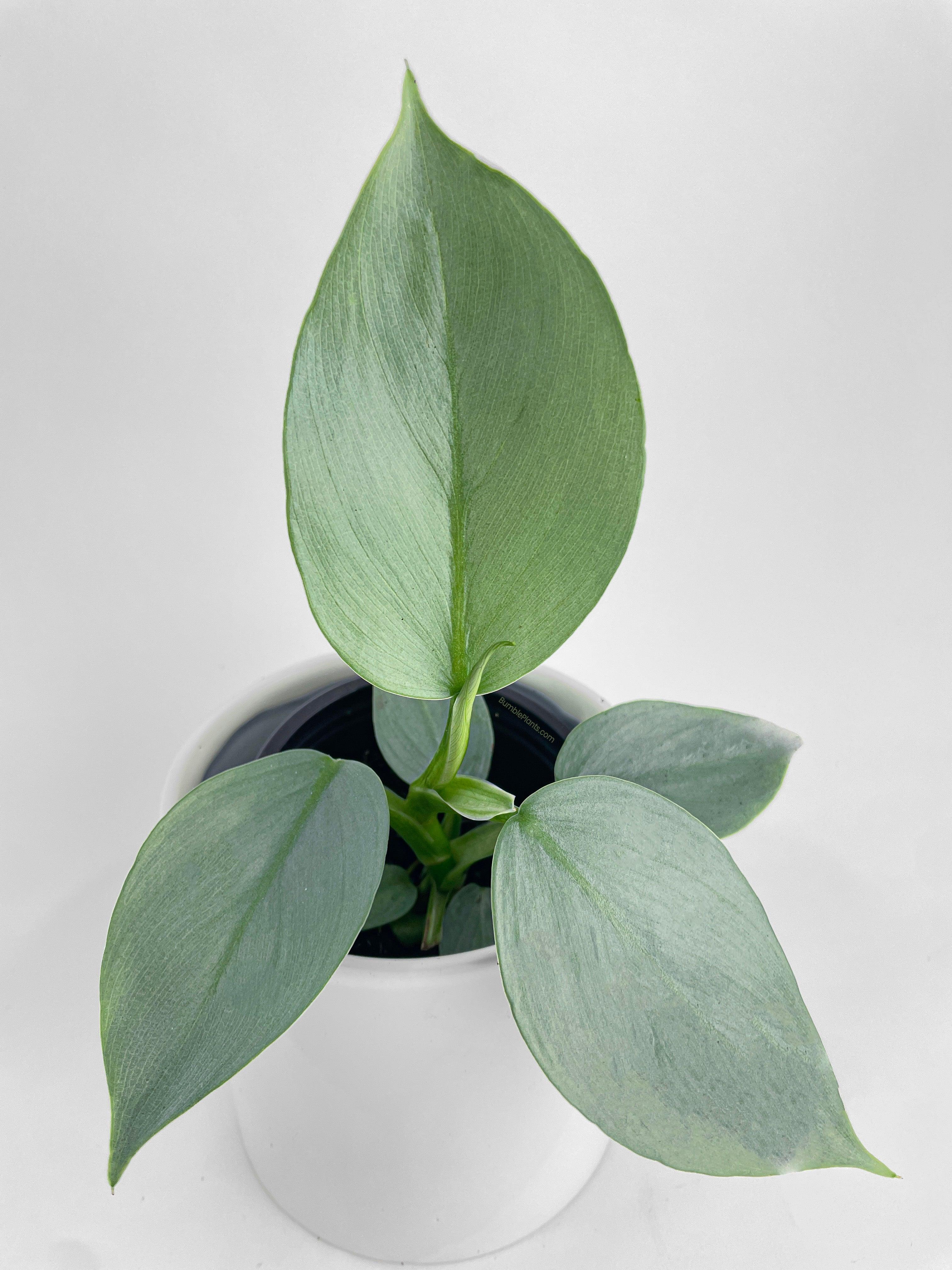Philodendron Silver Sword 'Philodendron Hastatum' - Bumble Plants