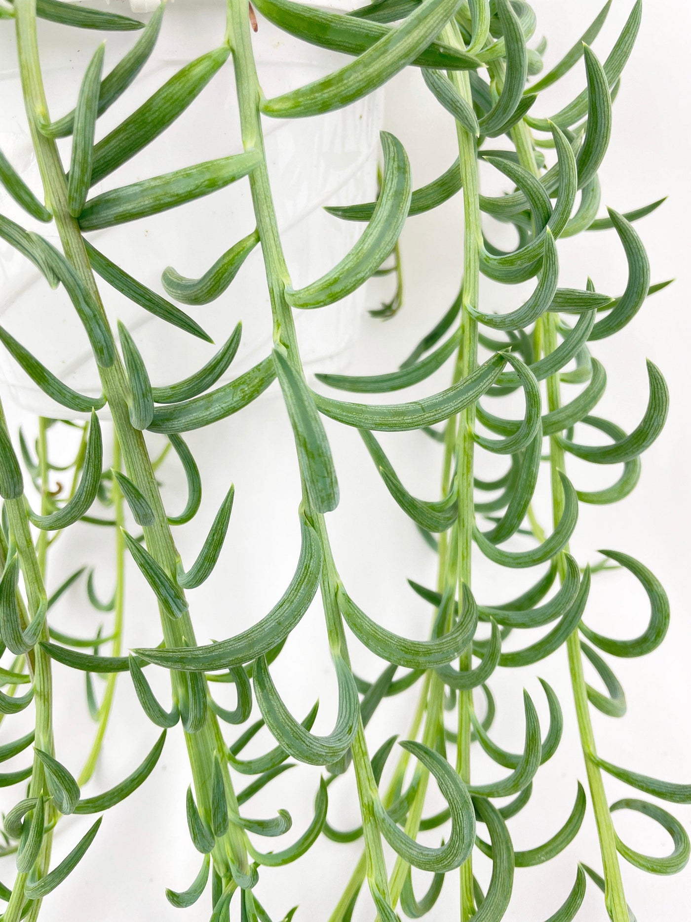 string of hooks succulent Live String of Fish Hooks