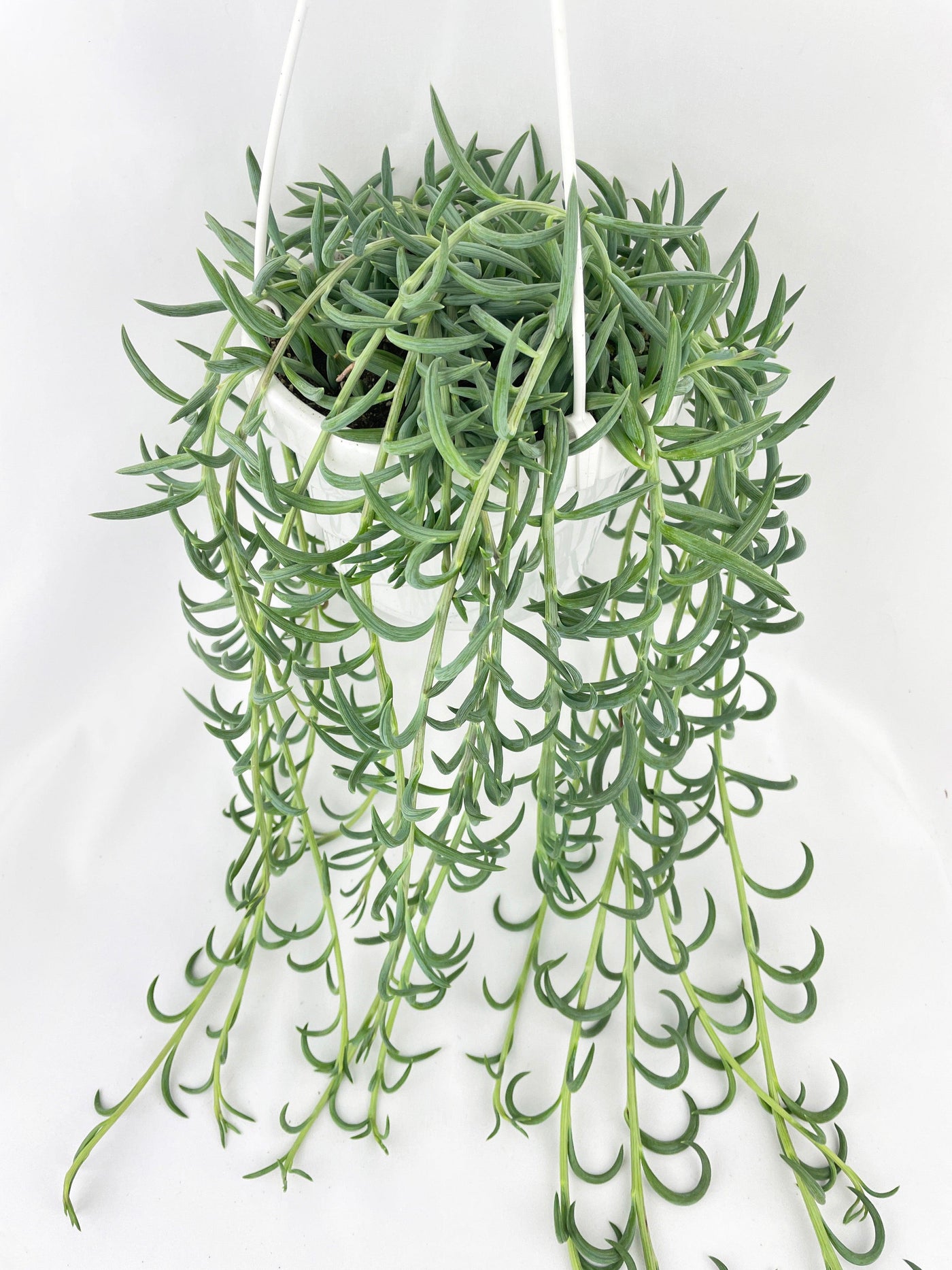 succulent fish Live String of Fish Hooks
