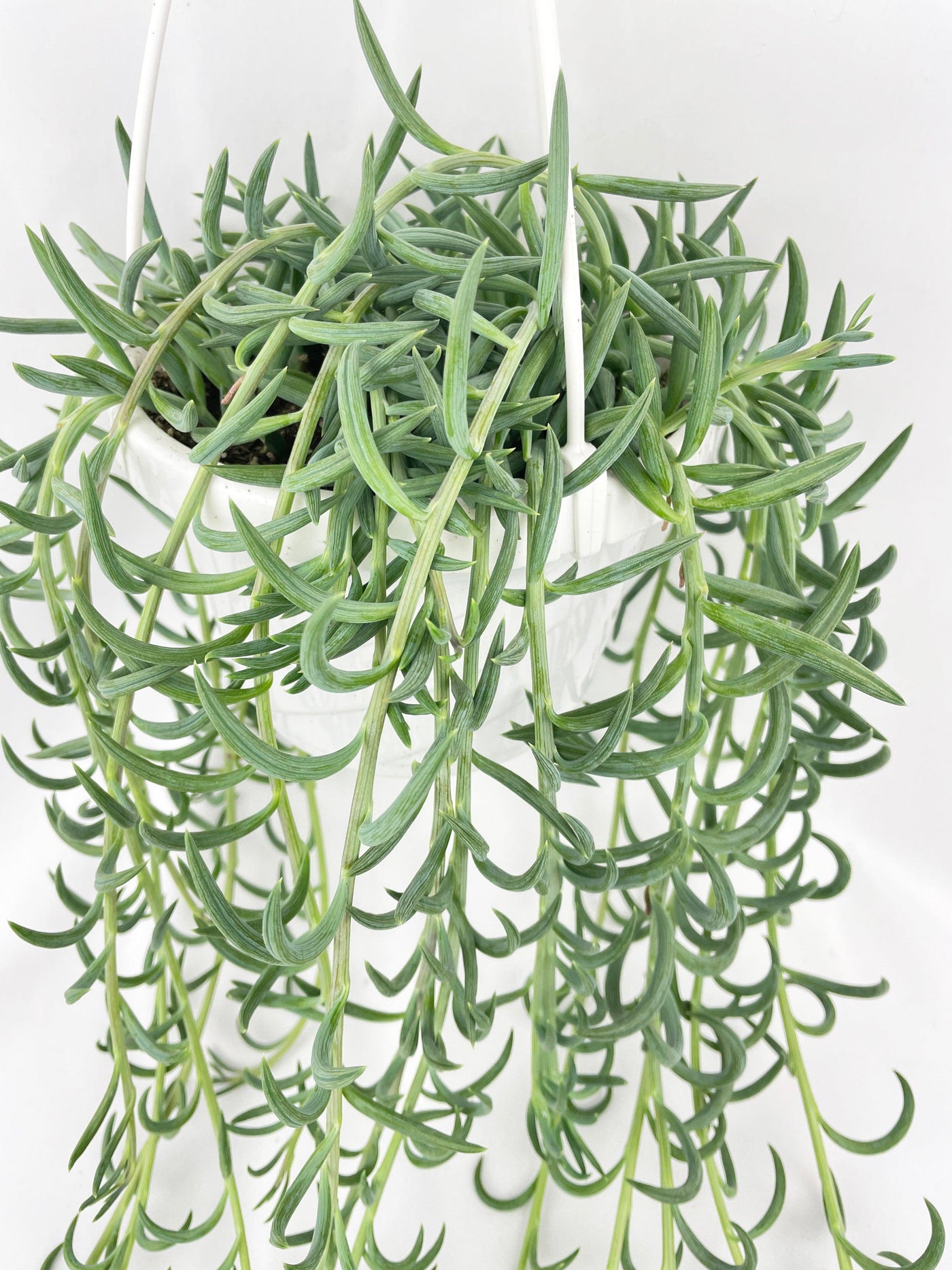 hanging fish hook plant Live String of Fish Hooks