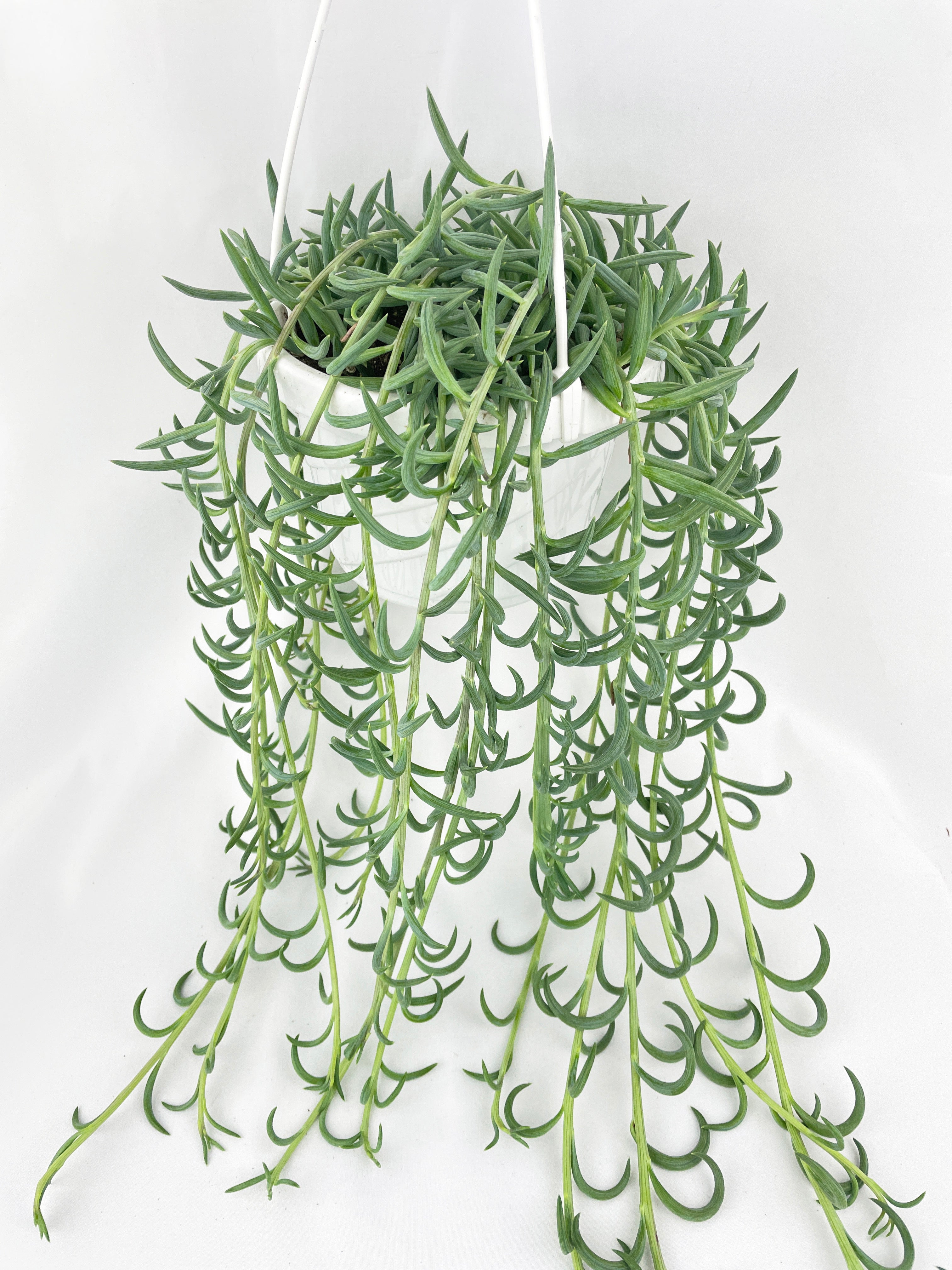 String of Fish Hooks – Bumble Plants