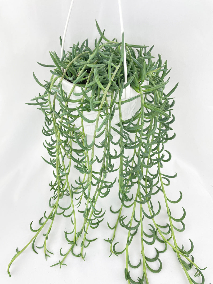 String of Fish Hooks - Bumble Plants