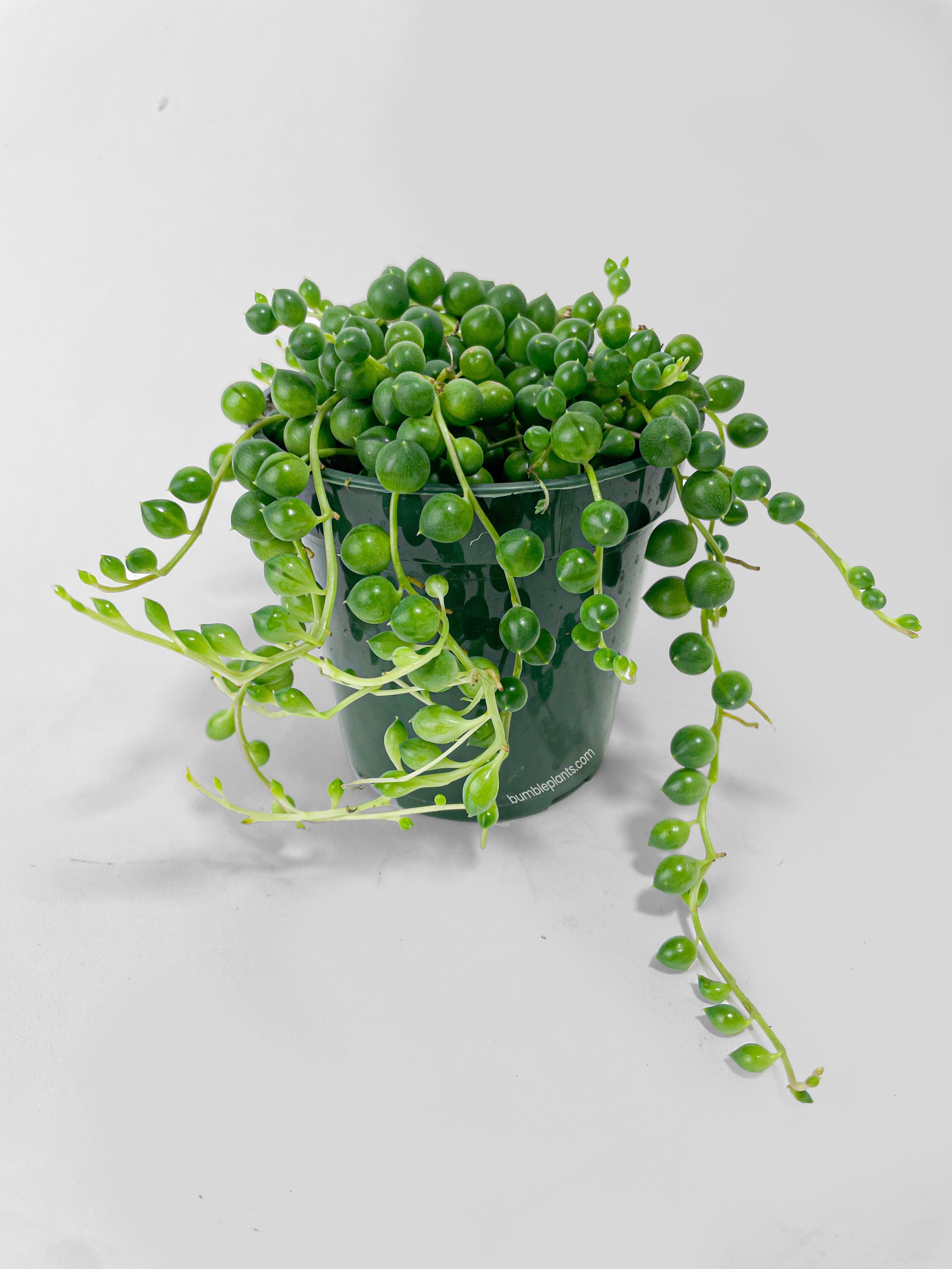 String of Pearls - Bumble Plants