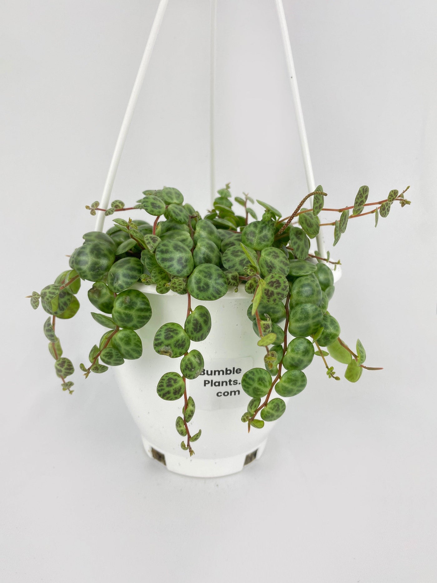 String of Turtles Succulent - Bumble Plants