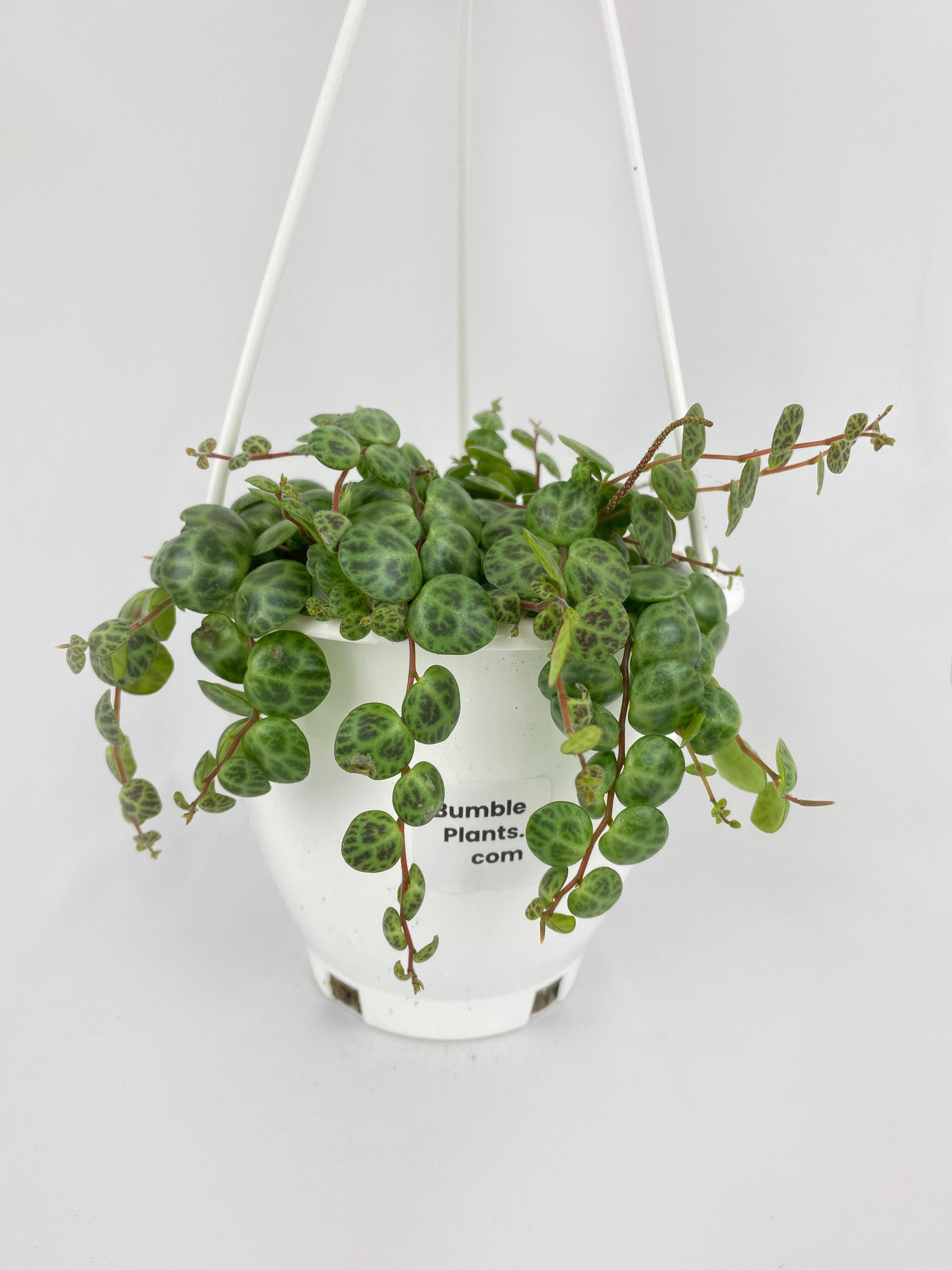 String of Turtles Succulent - Bumble Plants