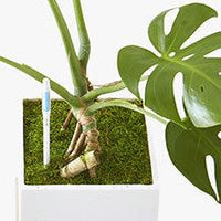 Sustee Aquameter Plant Moisture Sensor - Bumble Plants