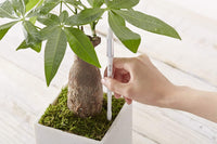 Sustee Aquameter Plant Moisture Sensor - Bumble Plants