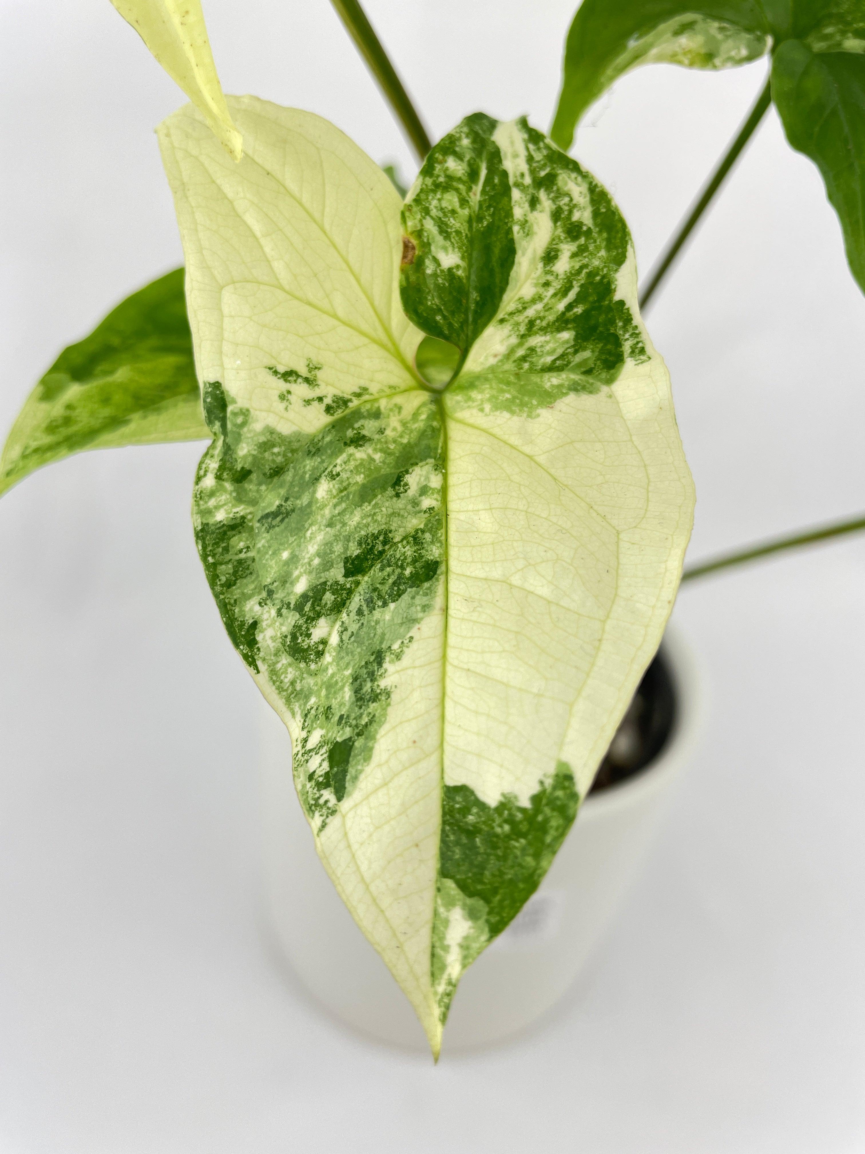Bumble Plants Syngonium Podophyllum