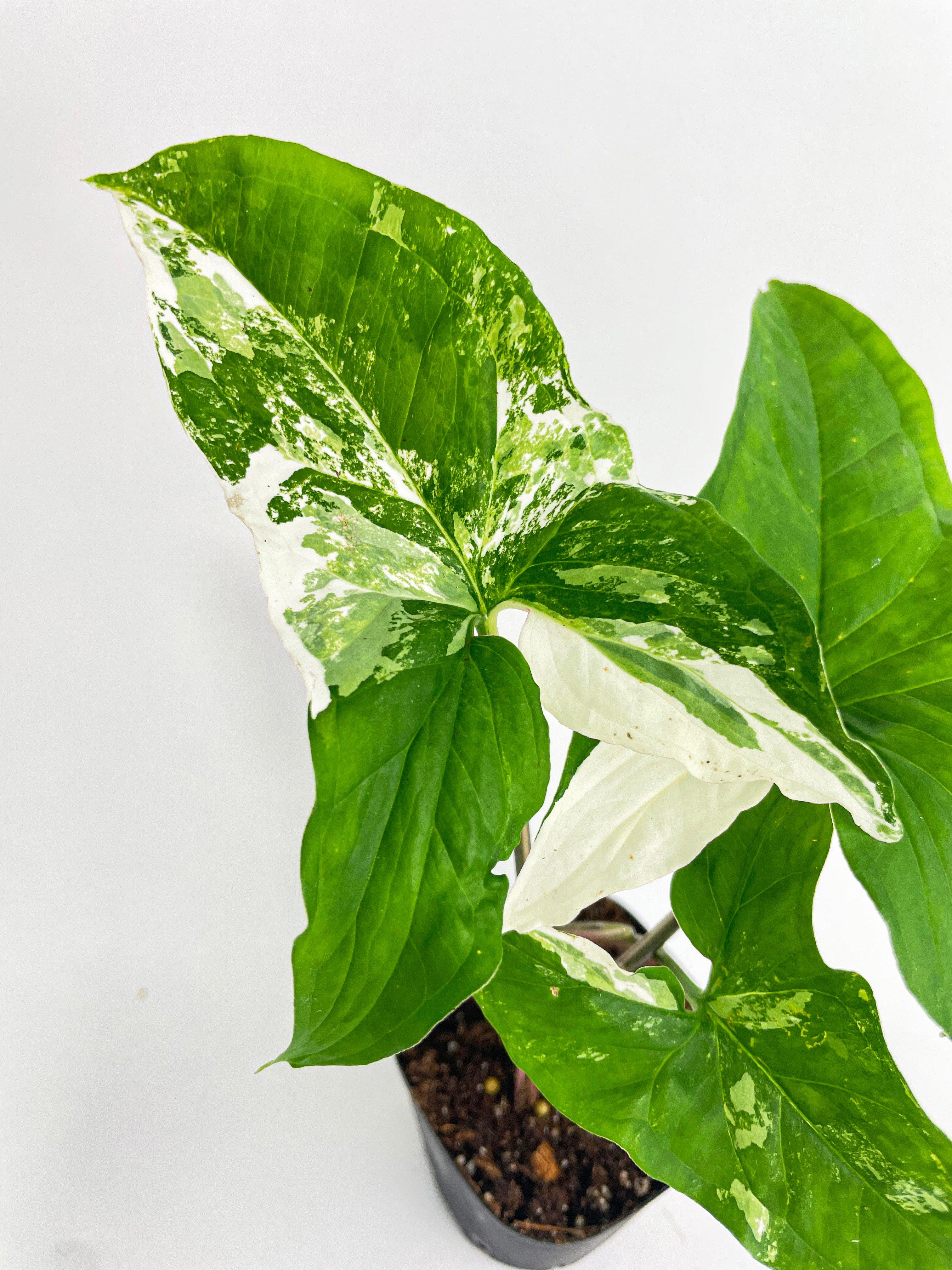 Bumble Plants Syngonium Podophyllum - Thumbnail 3