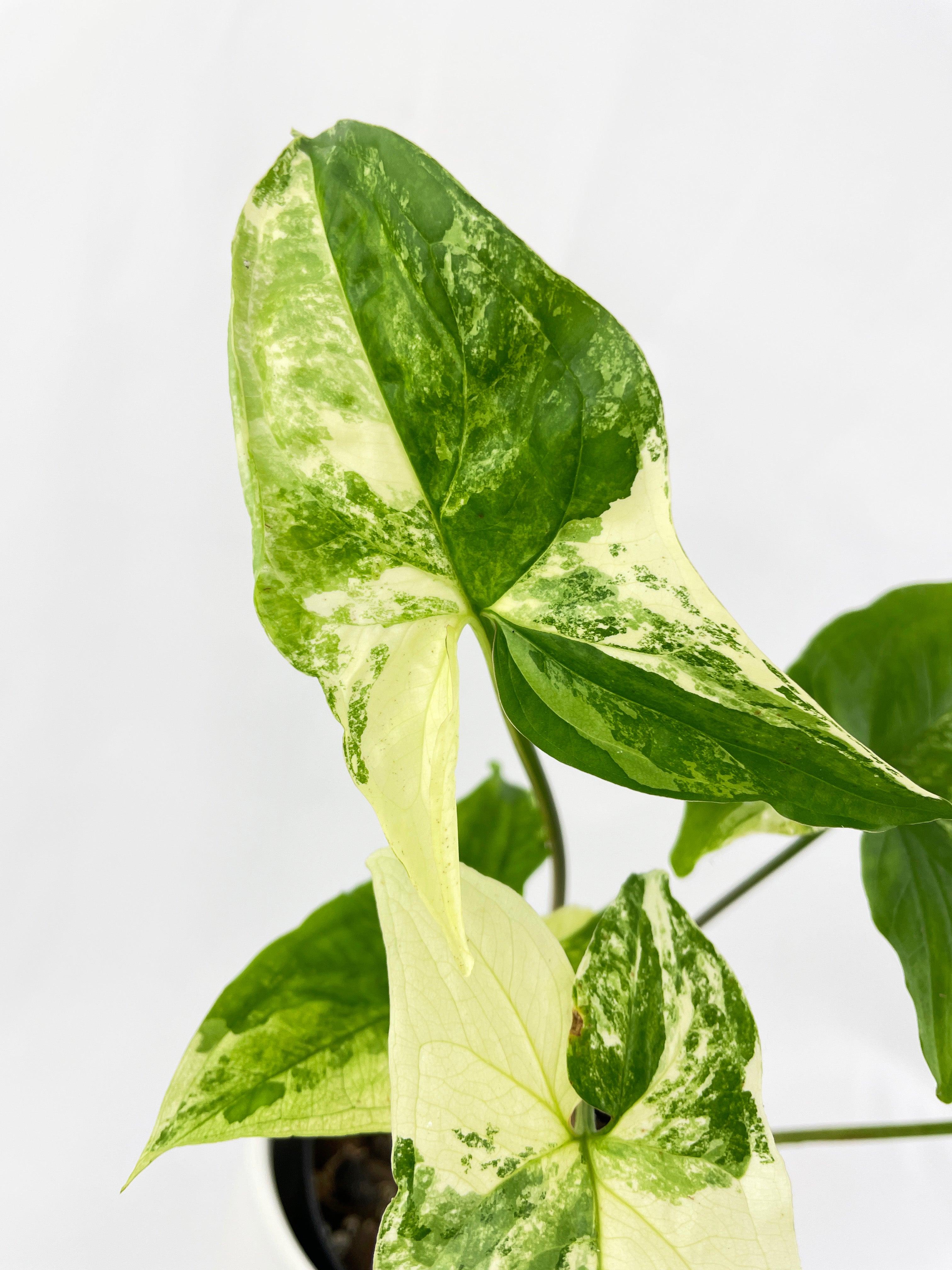 Bumble Plants Syngonium Podophyllum - Thumbnail 4
