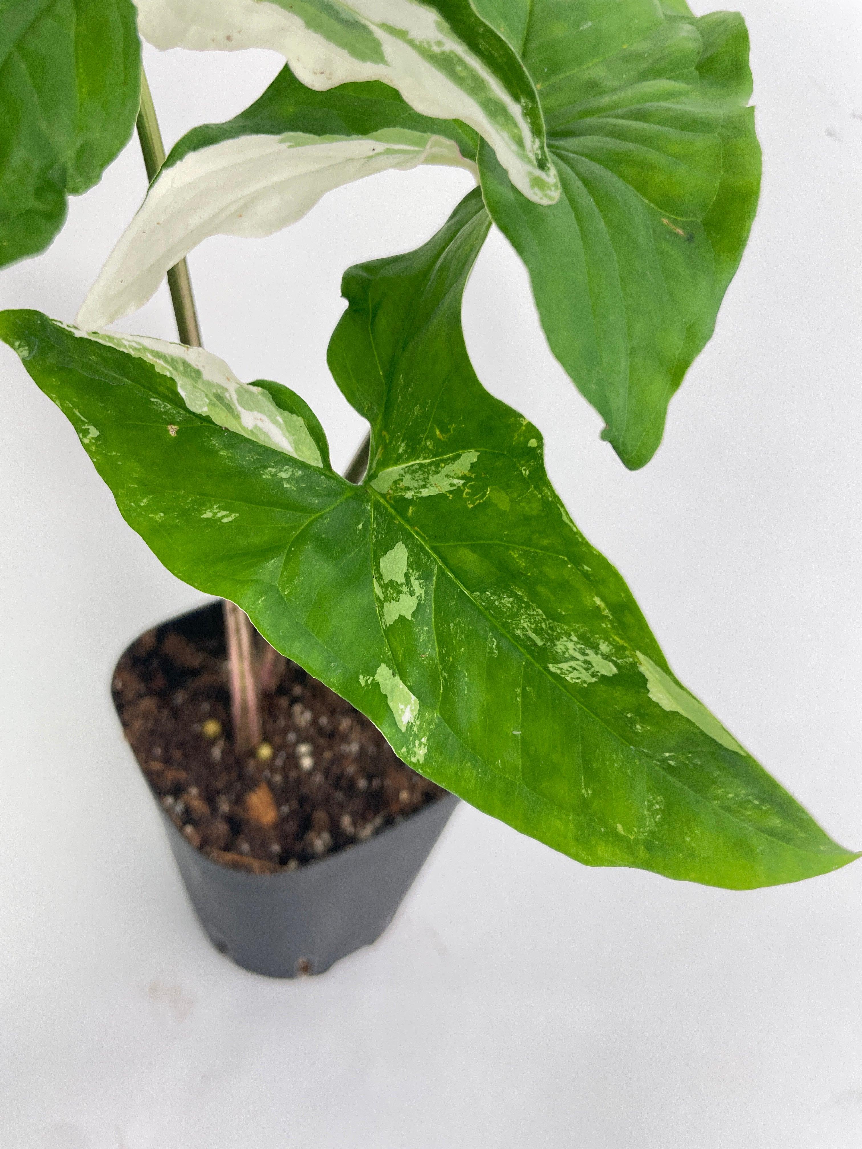 Bumble Plants Syngonium Podophyllum - Thumbnail 2
