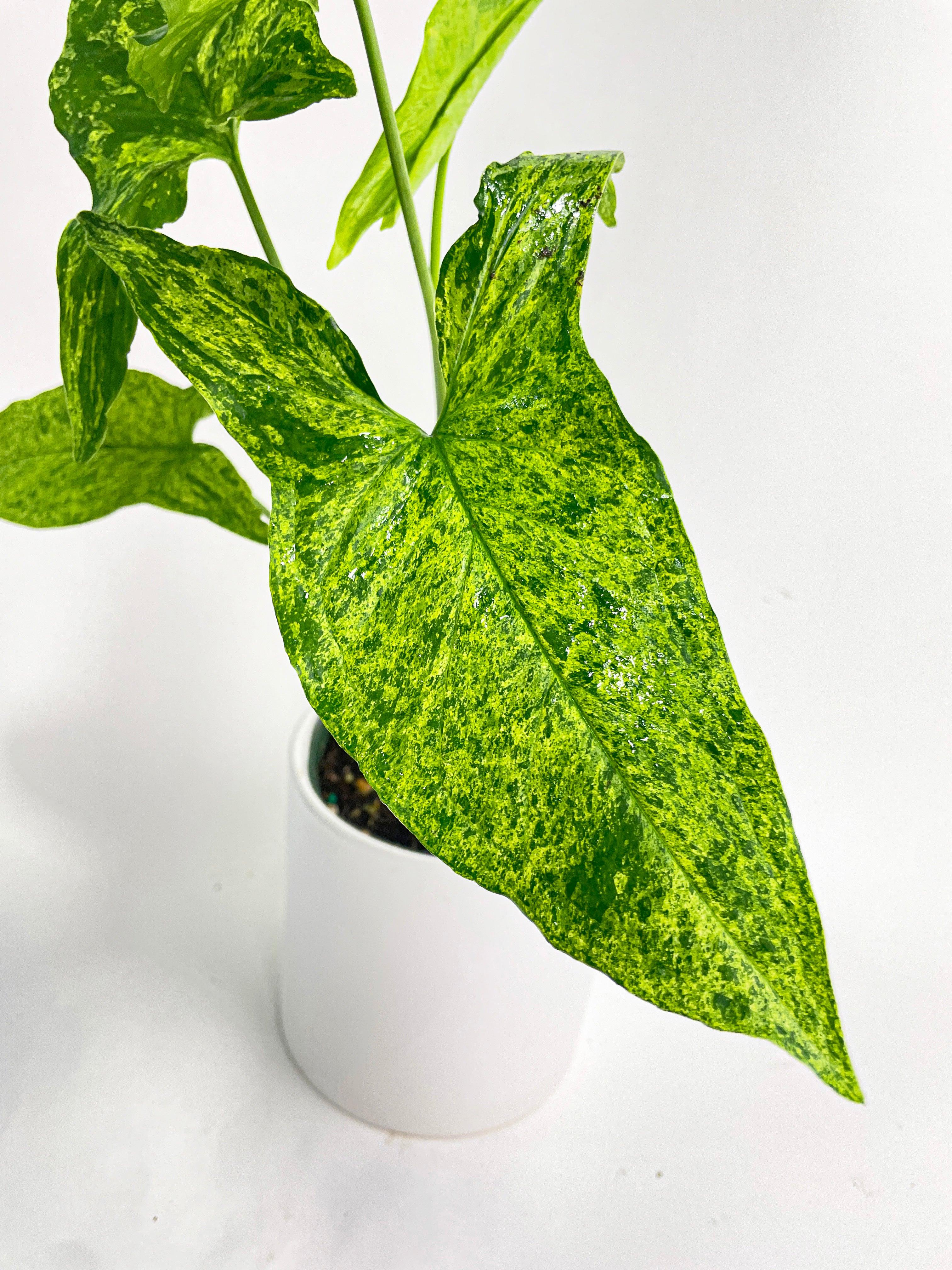 Syngonium Podophyllum 'Mojito' Hybrid - Bumble Plants