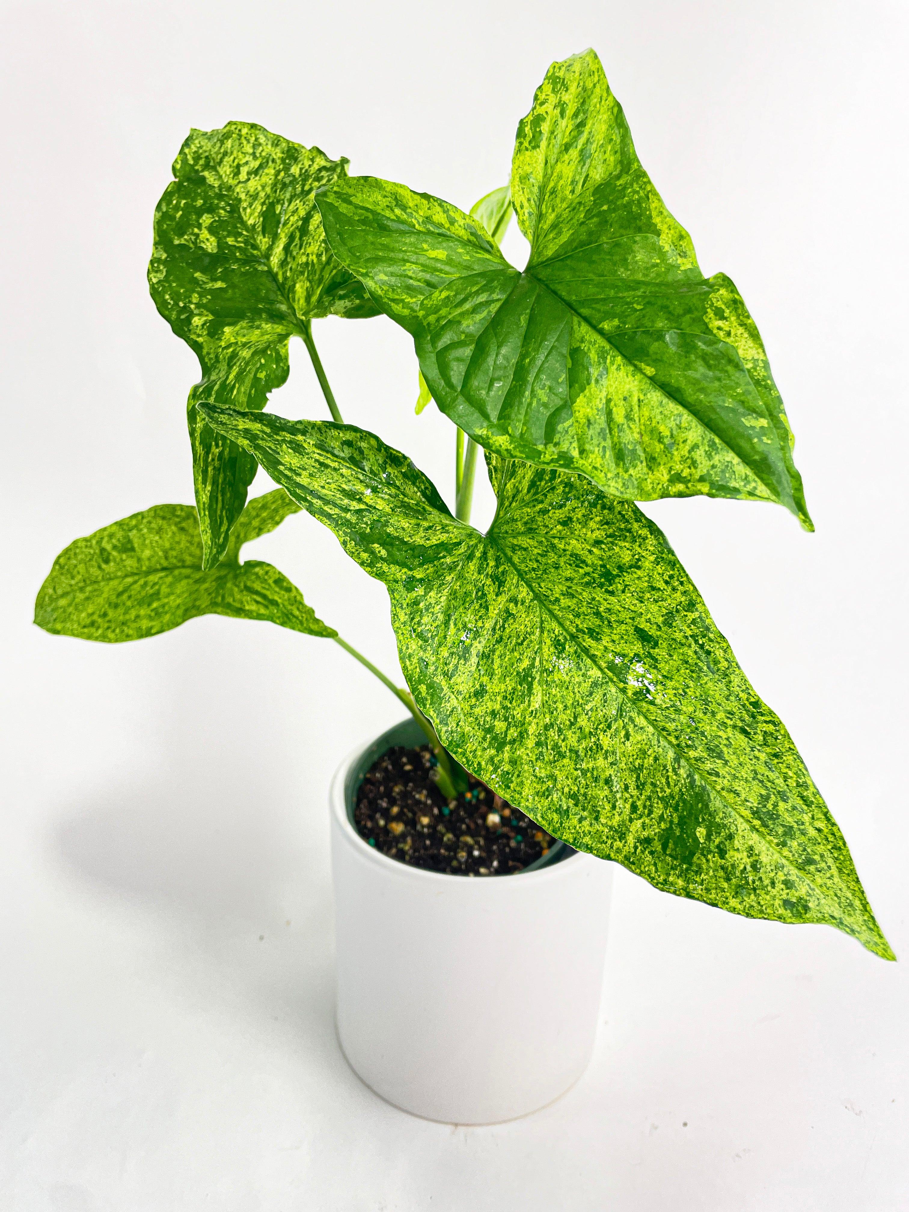 Syngonium Podophyllum 'Mojito' Hybrid - Bumble Plants