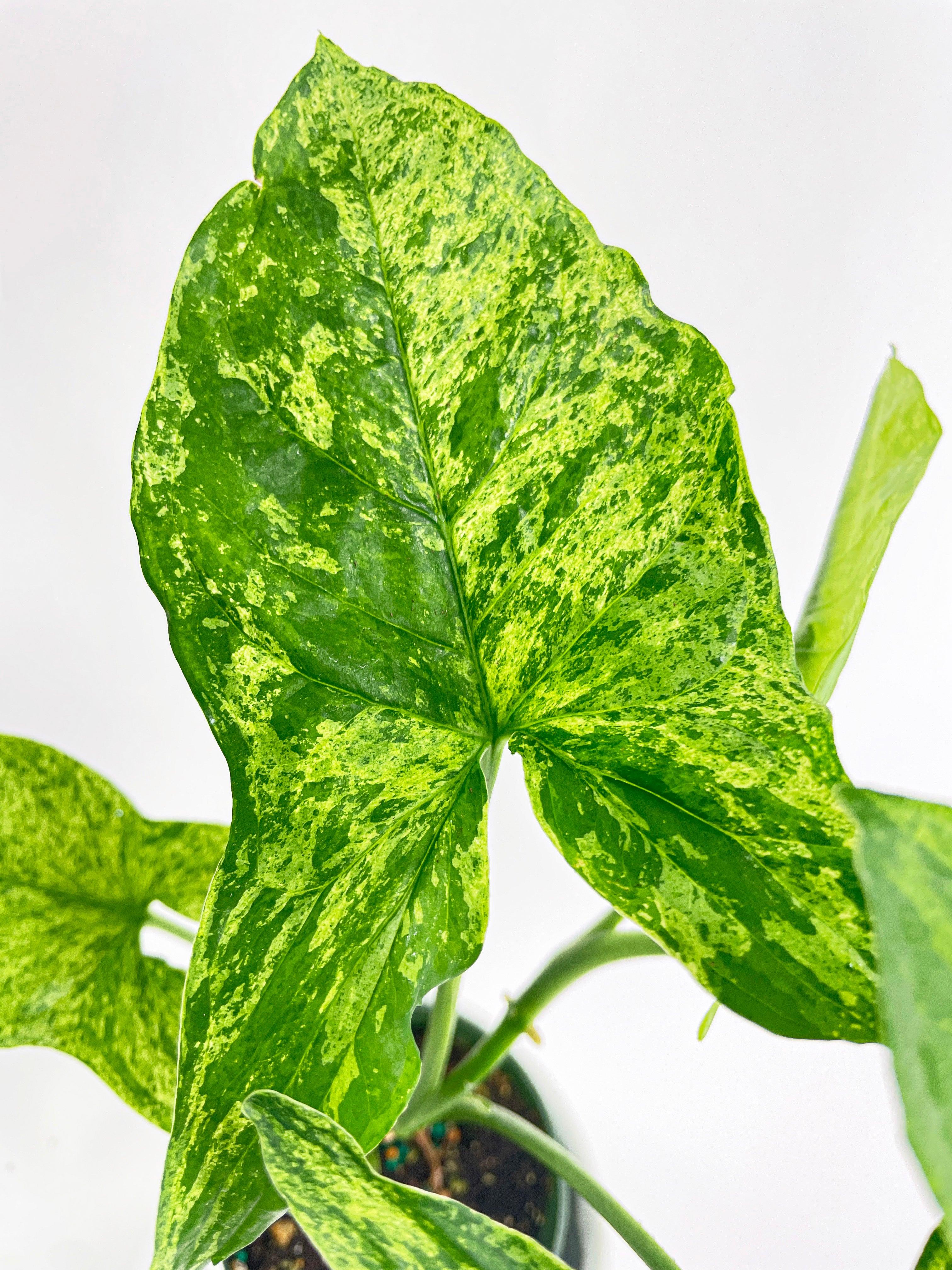 Syngonium Podophyllum 'Mojito' Hybrid - Bumble Plants