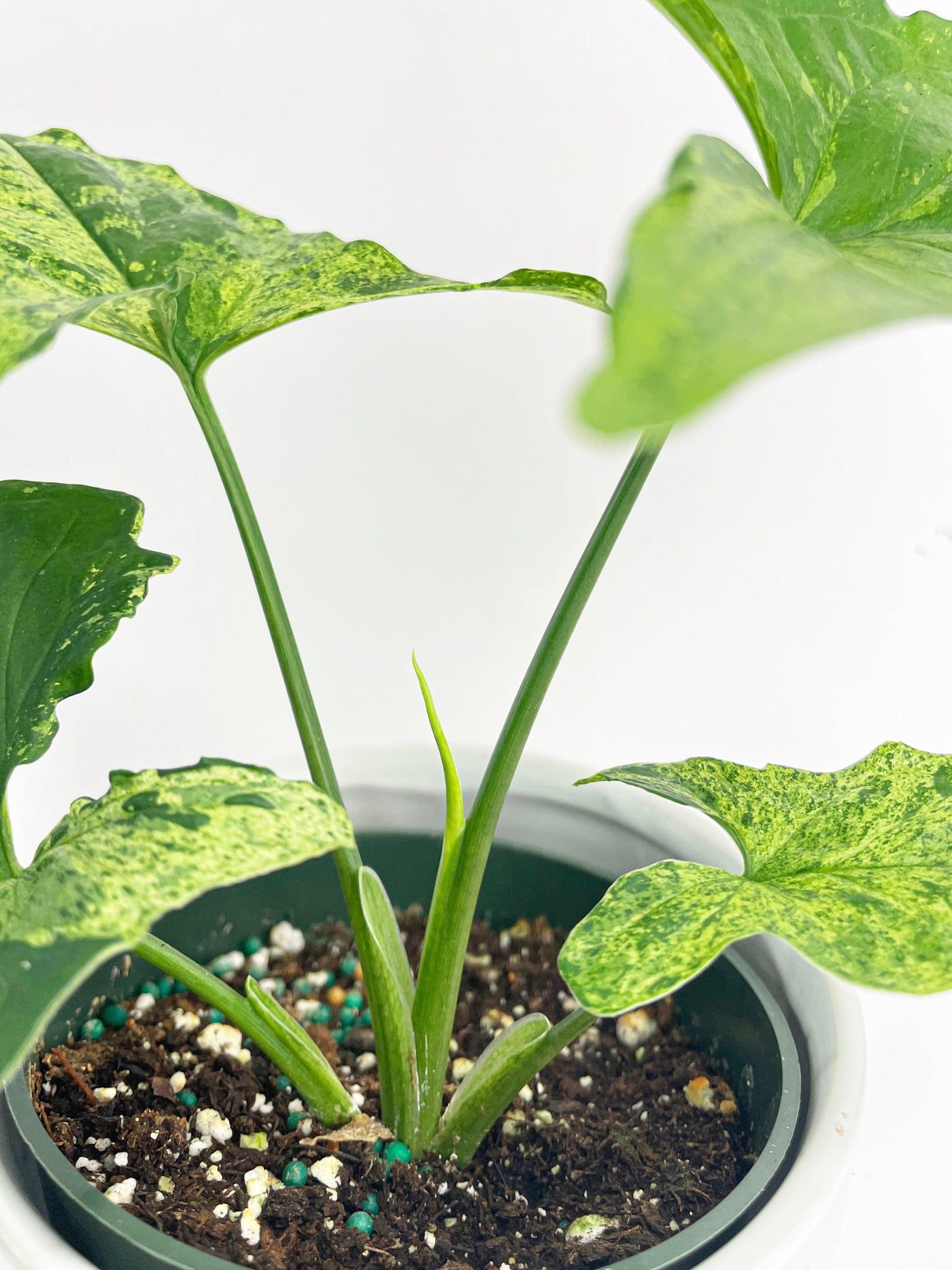 philodendron mojito Syngonium Podophyllum 'Mojito' Hybrid