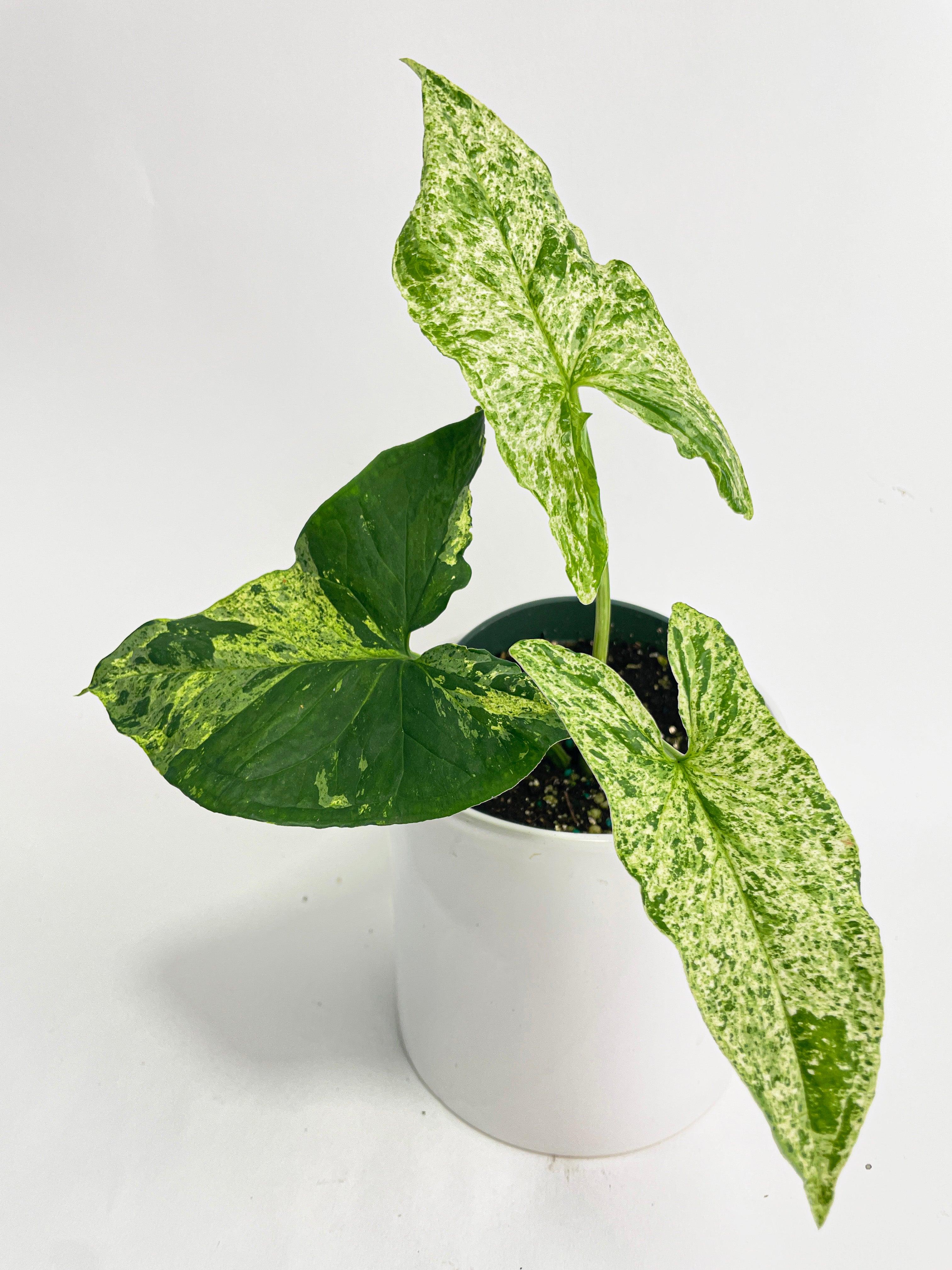 Syngonium Podophyllum 'Mojito' Hybrid - Bumble Plants