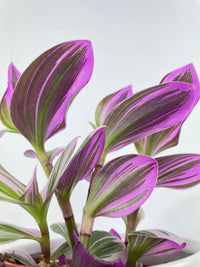 Tradescantia Bubblegum Lilac - Bumble Plants