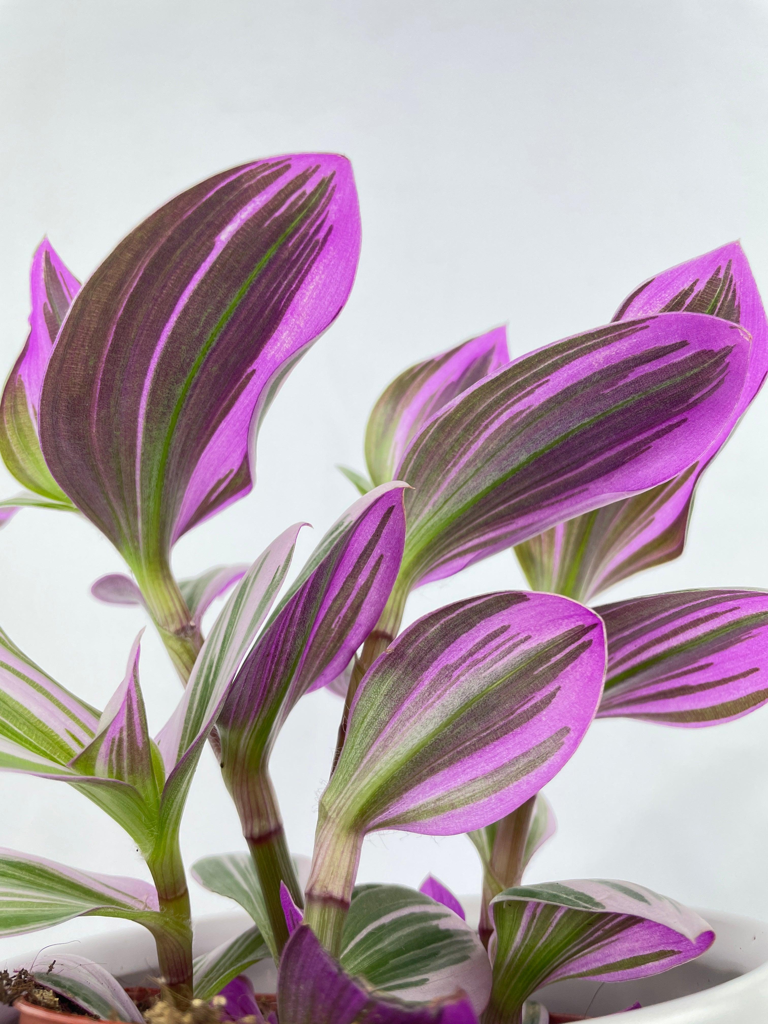 Tradescantia Bubblegum Lilac - Bumble Plants