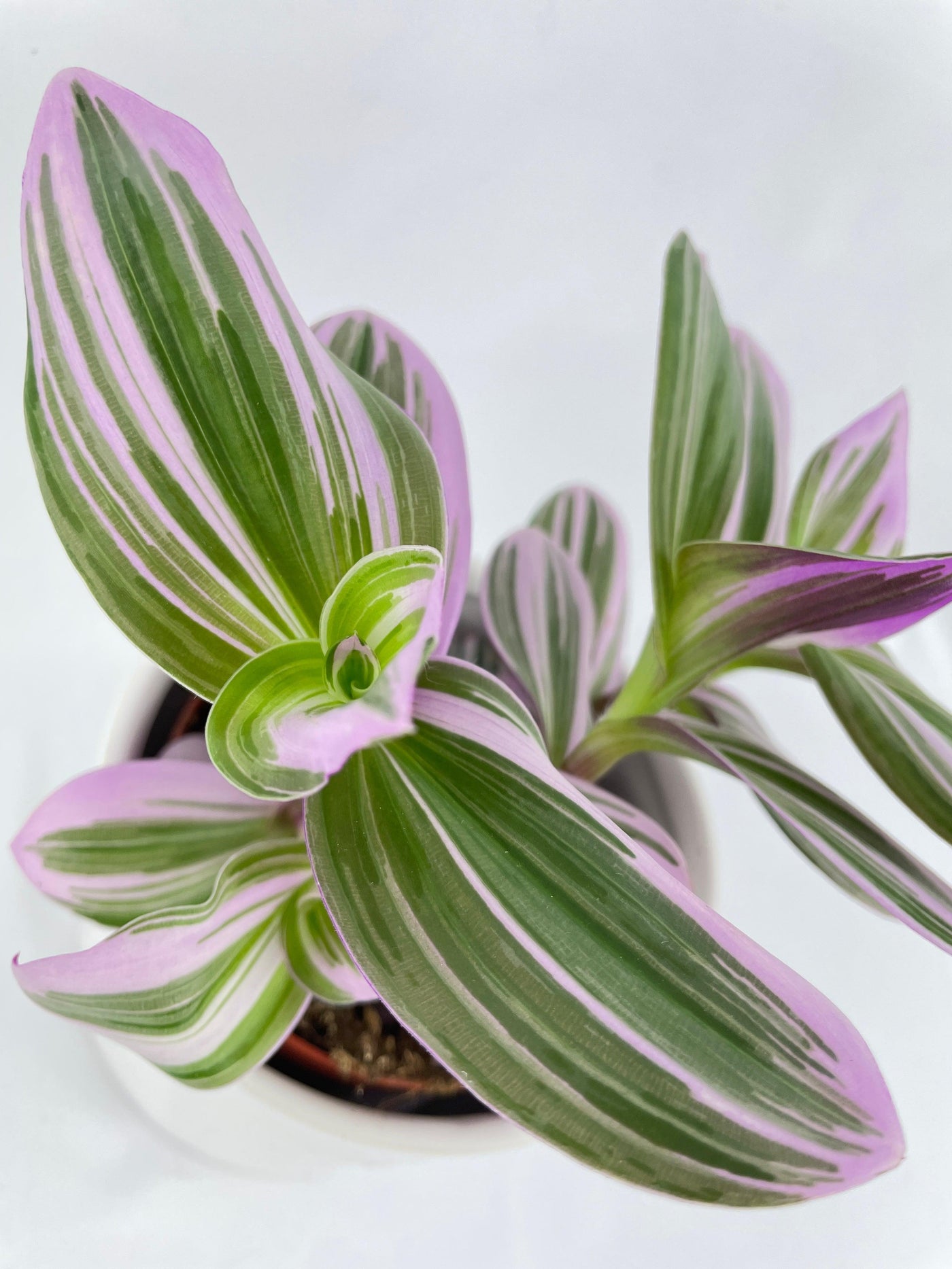 Tradescantia Bubblegum Lilac - Bumble Plants