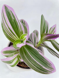Tradescantia Bubblegum Lilac - Bumble Plants