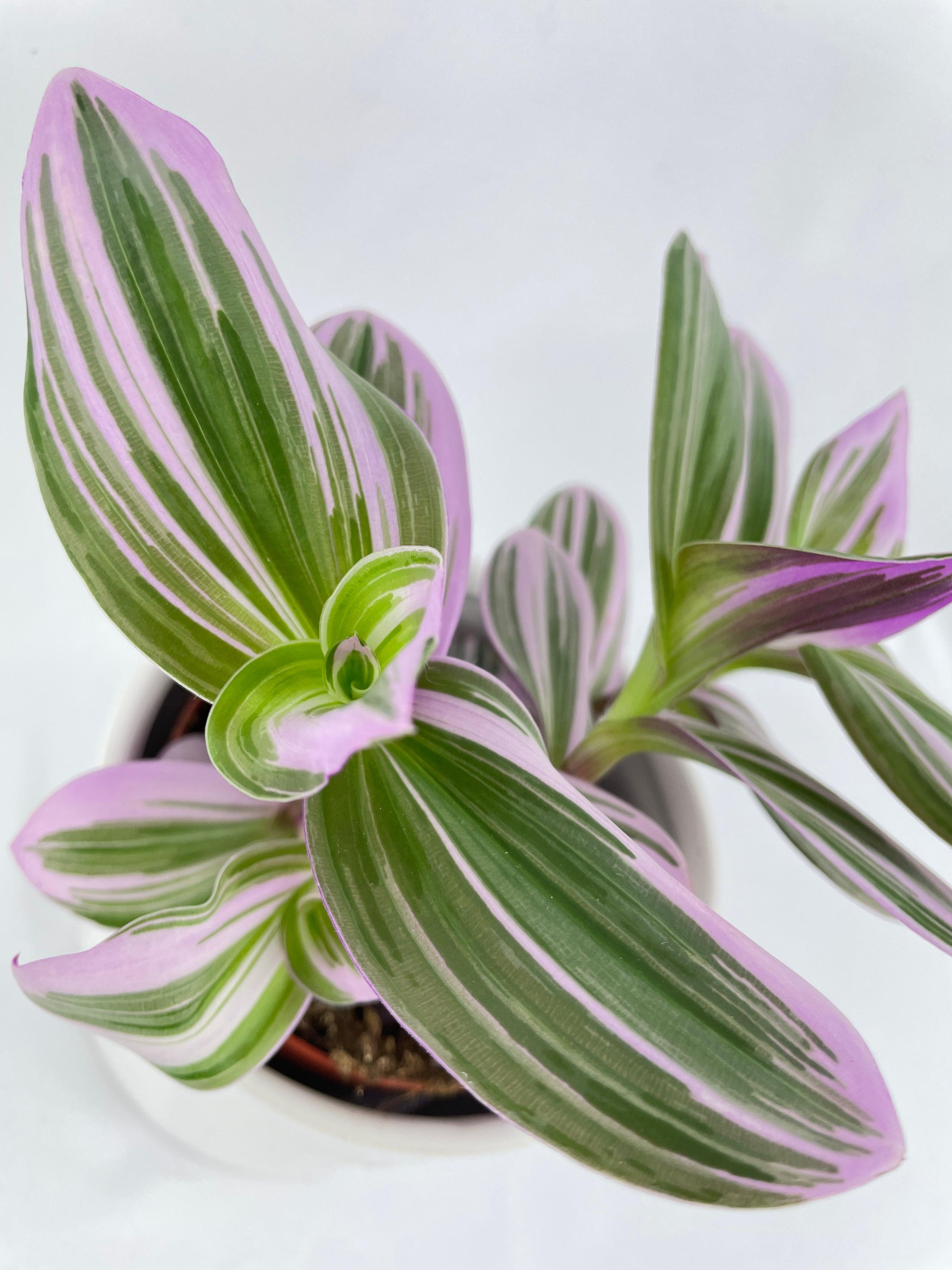 Tradescantia Bubblegum Lilac - Bumble Plants