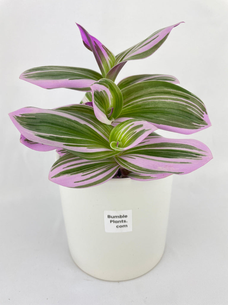Tradescantia Bubblegum